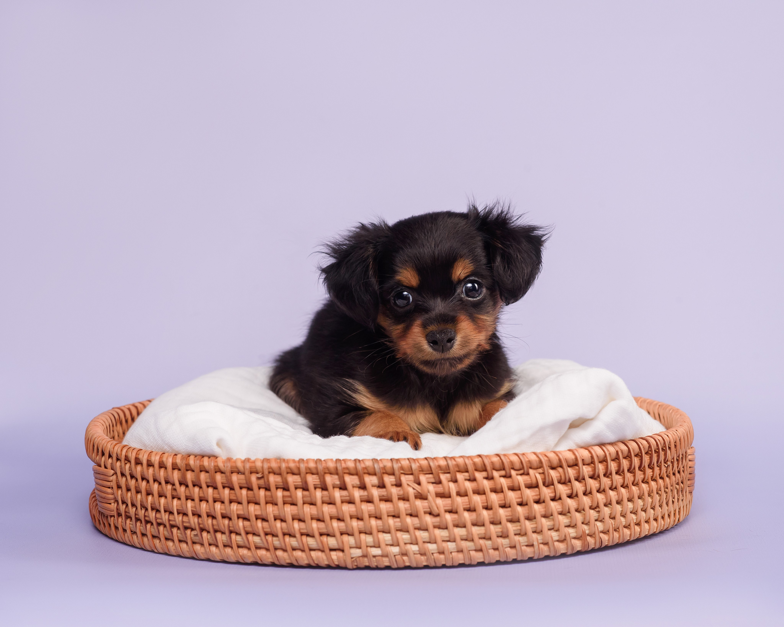 Малыши пражских крысариков — 30.07.2025. Фотограф — Анималист | Анна Абрамова