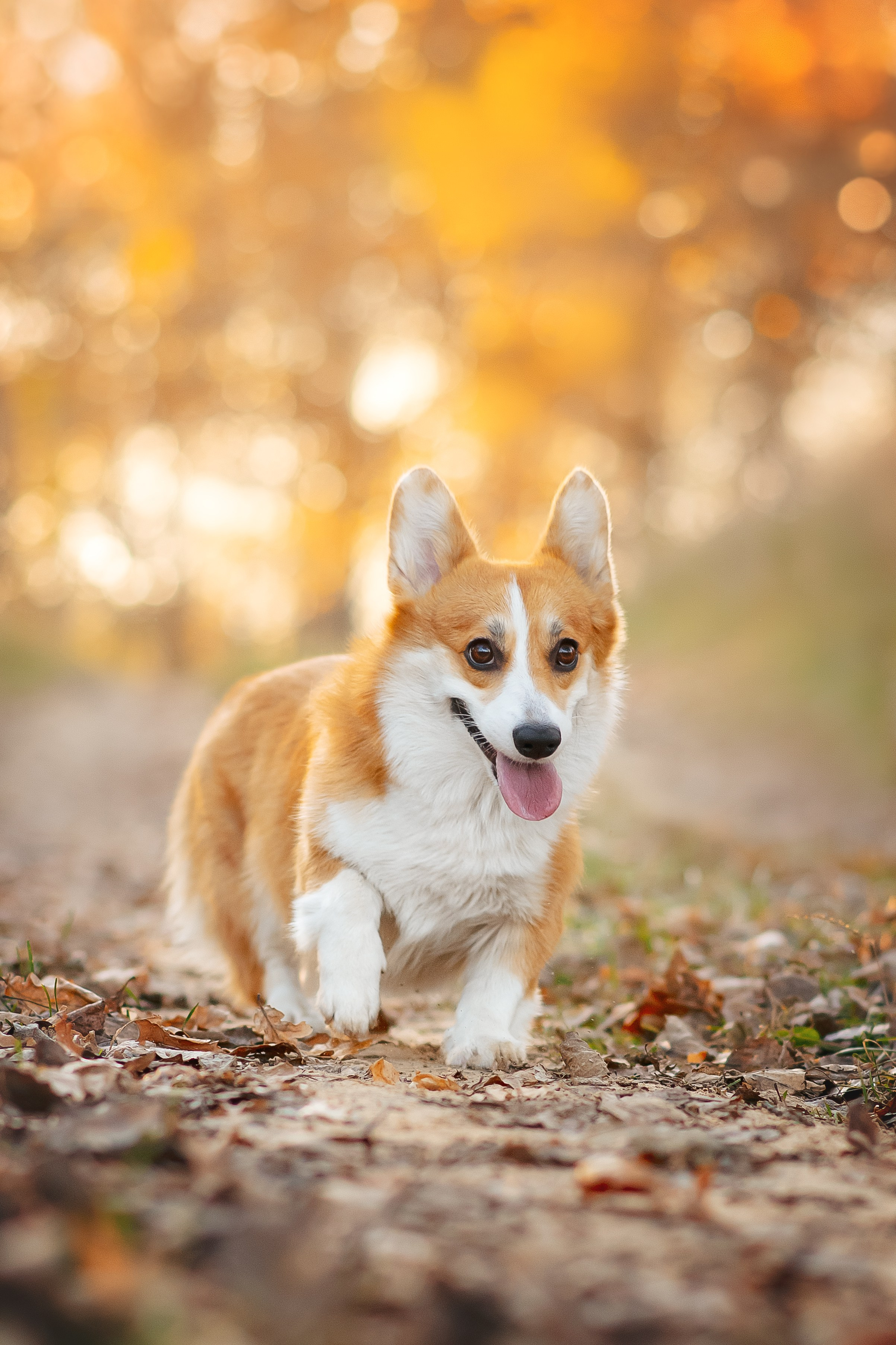 Максим, Аня и Челси — 19.10.2024. Фотограф — Анималист | Анна Абрамова