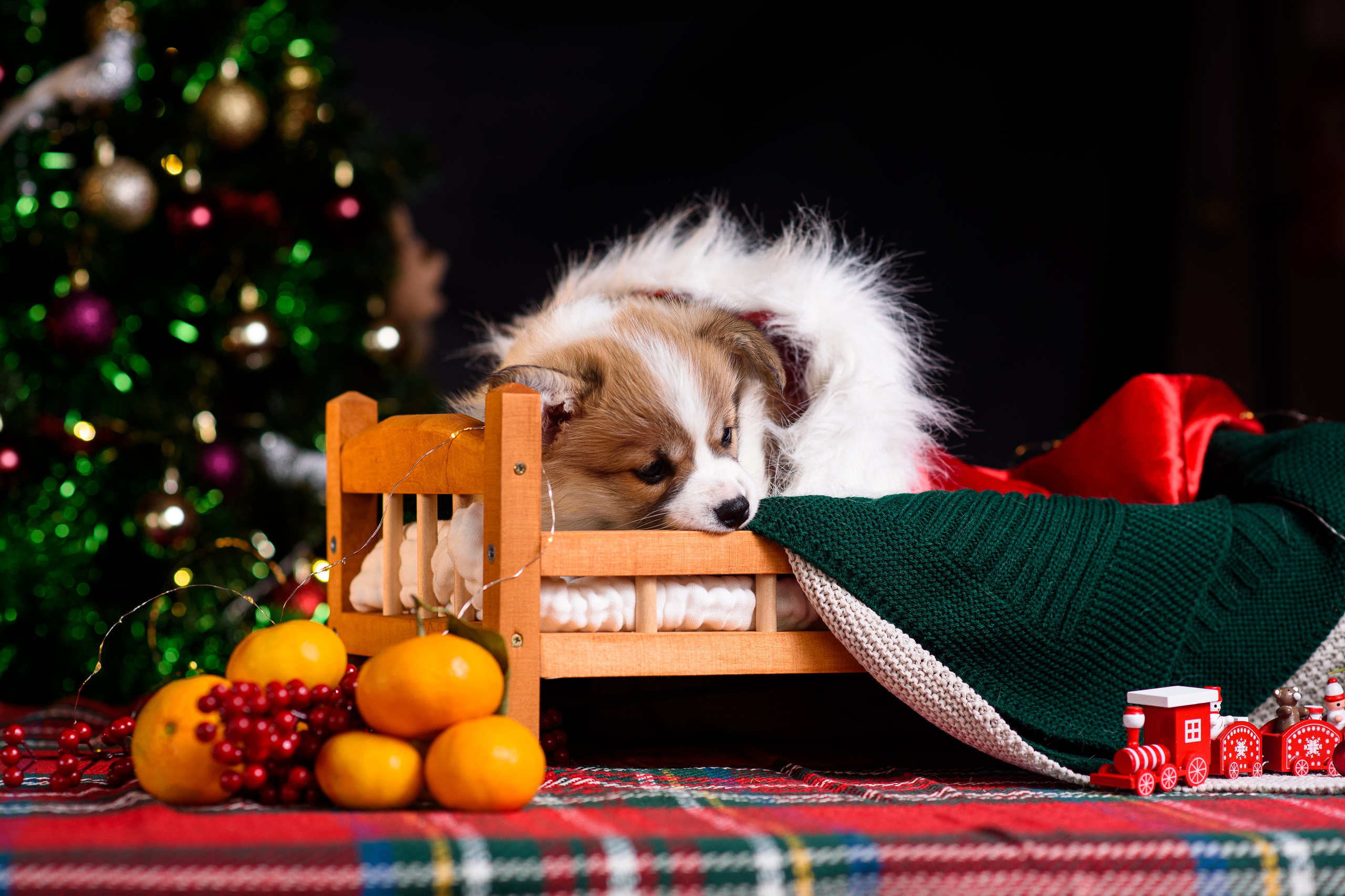 Щенки вельш корги пемброк. Фотограф — Анималист | Анна Абрамова