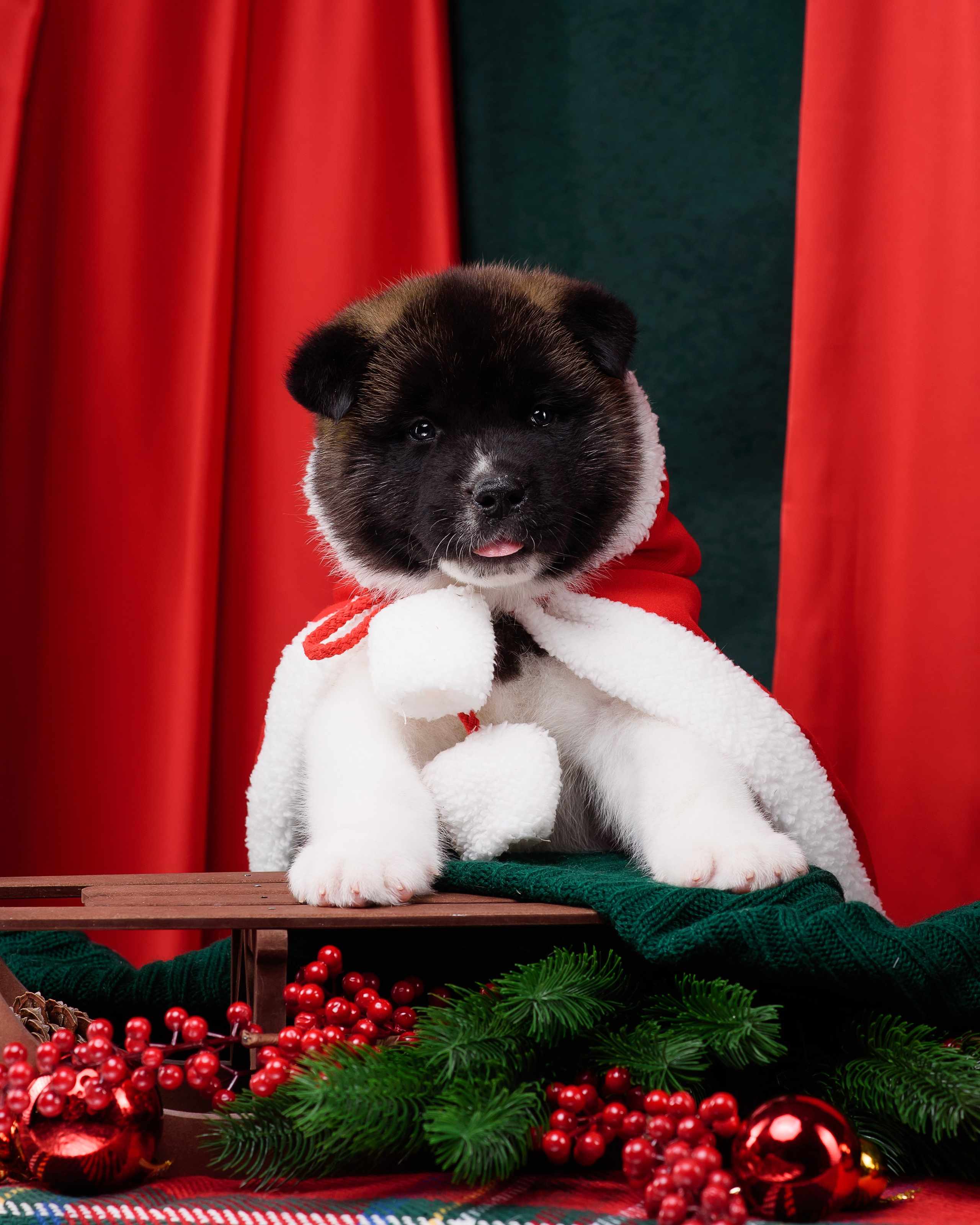 Щенки Американской Акиты. Фотограф — Анималист | Анна Абрамова