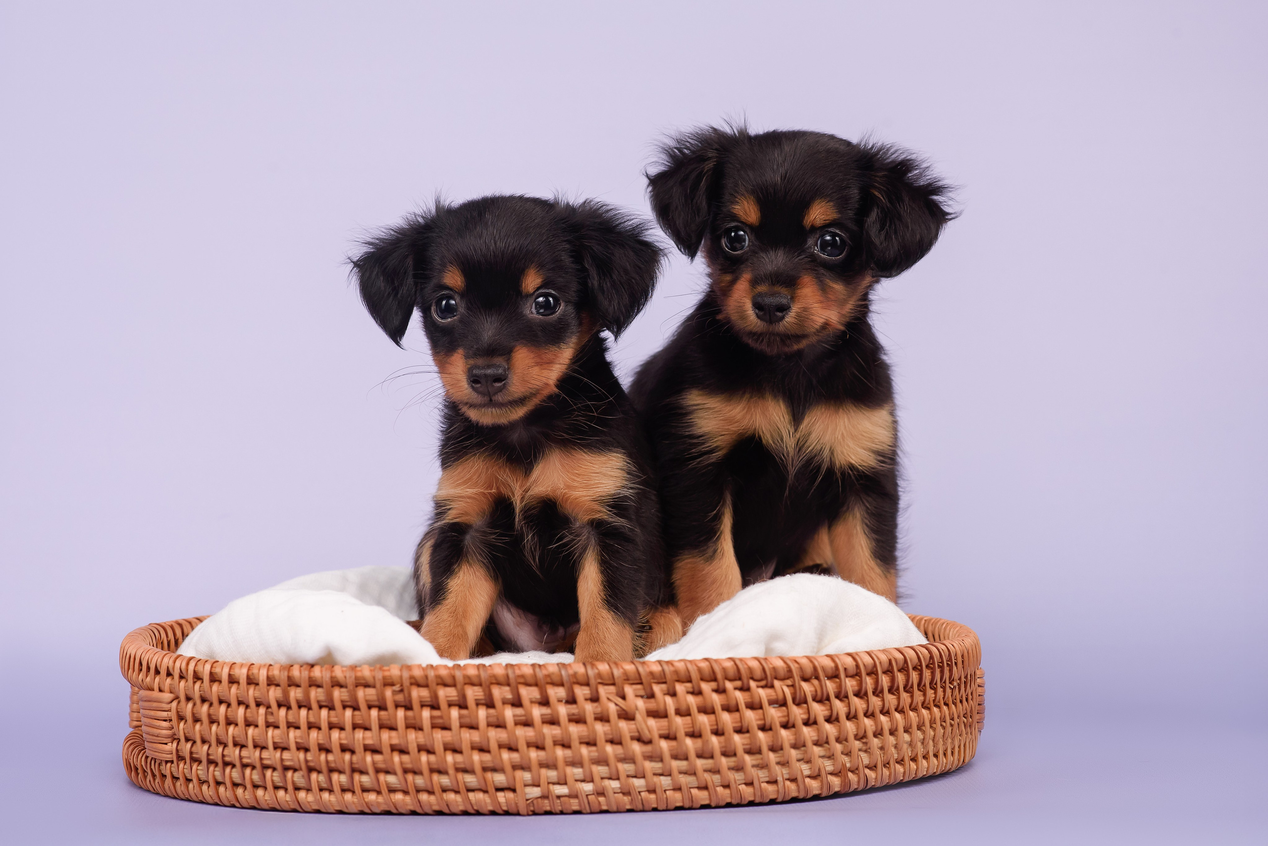 Малыши пражских крысариков — 30.07.2025. Фотограф — Анималист | Анна Абрамова