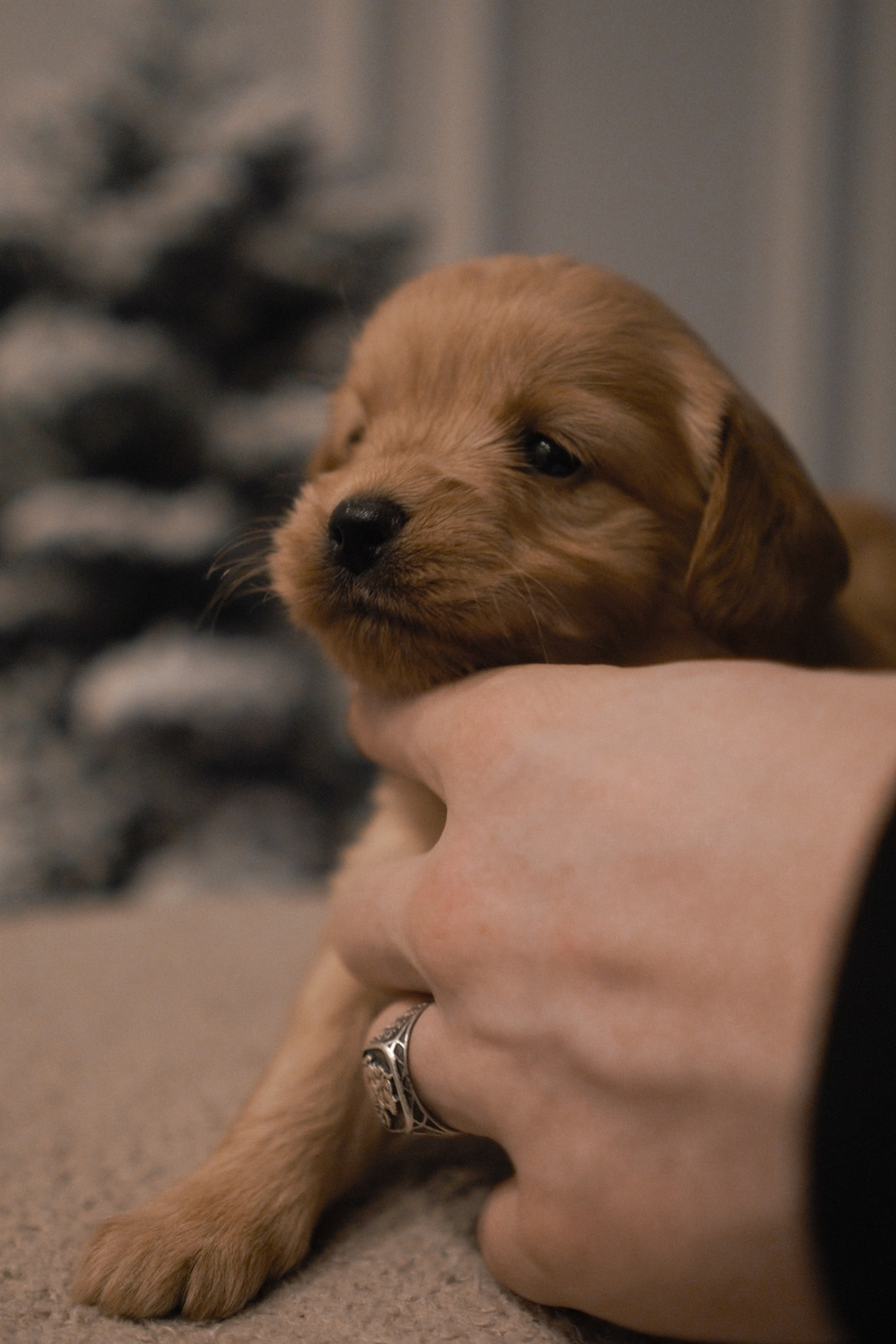 Щенки. Заводчик Labradoodle в Санкт-Петербурге — Костылева Ульяна