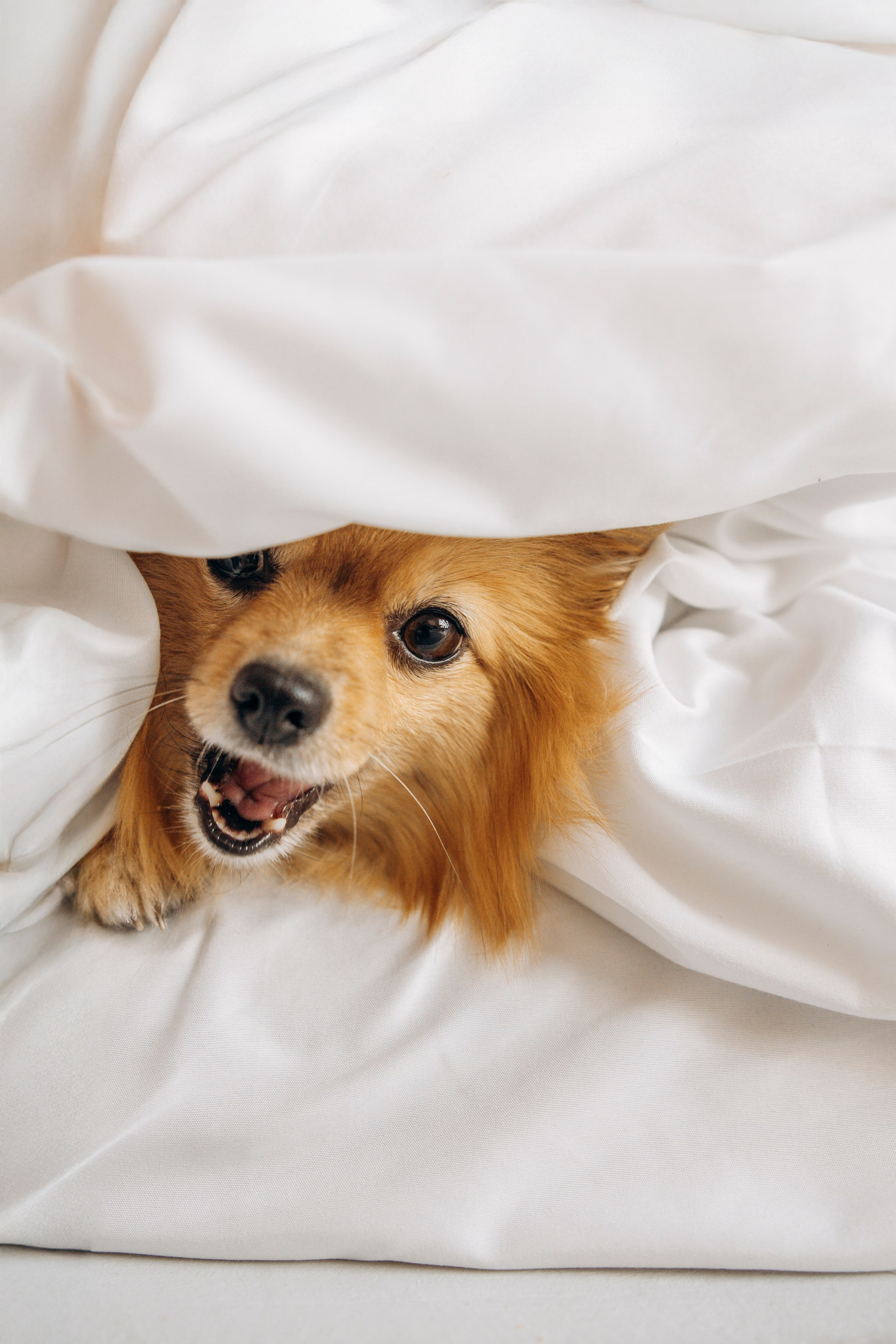 Съемка в студии с собакой. Анастасия Белаш