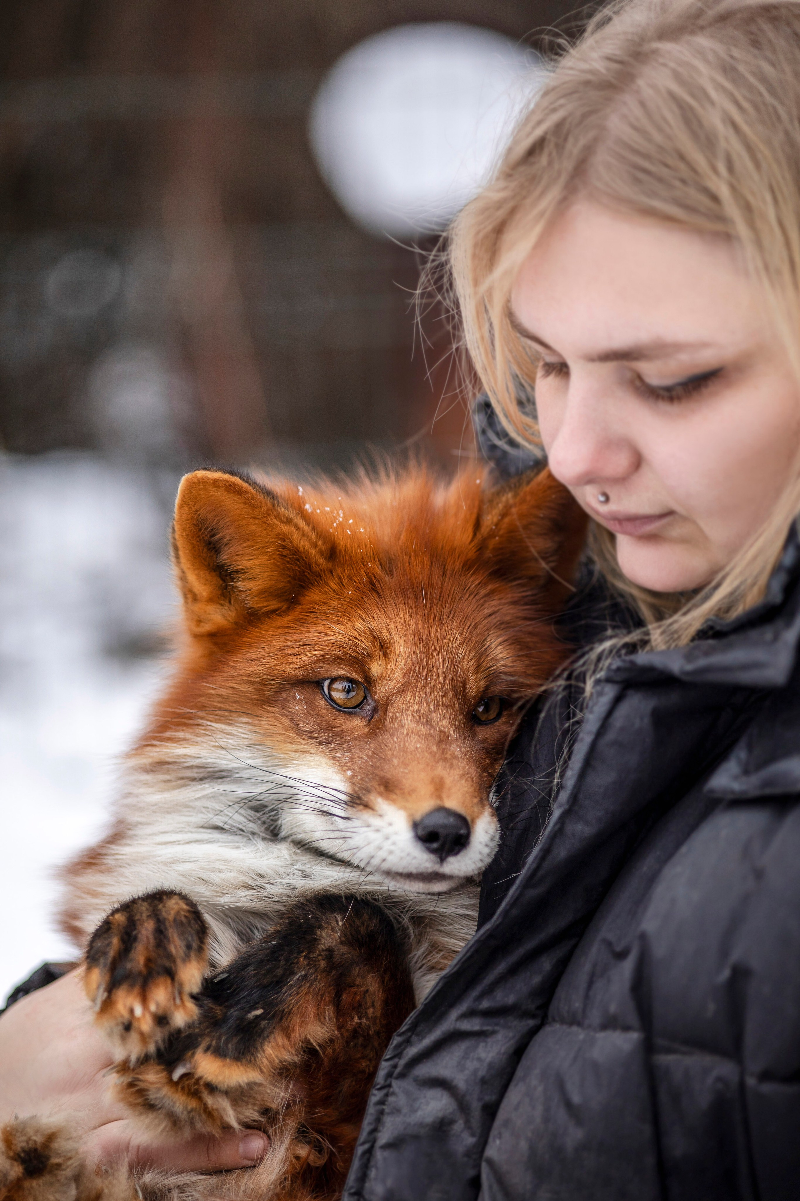 Съемка с лисами. Анастасия Белаш