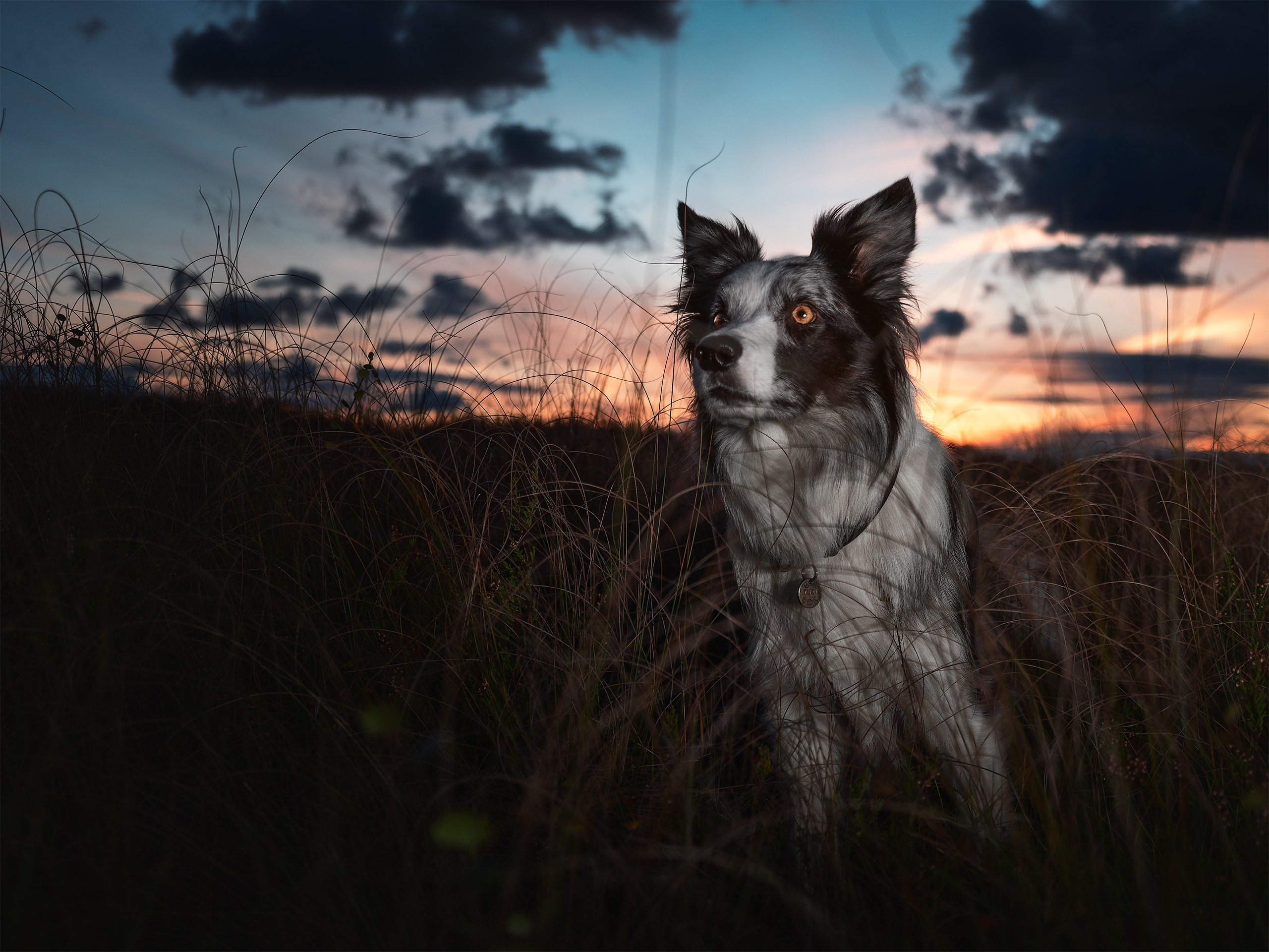 Сестрорецк. Фотограф анималист Никита Натальный