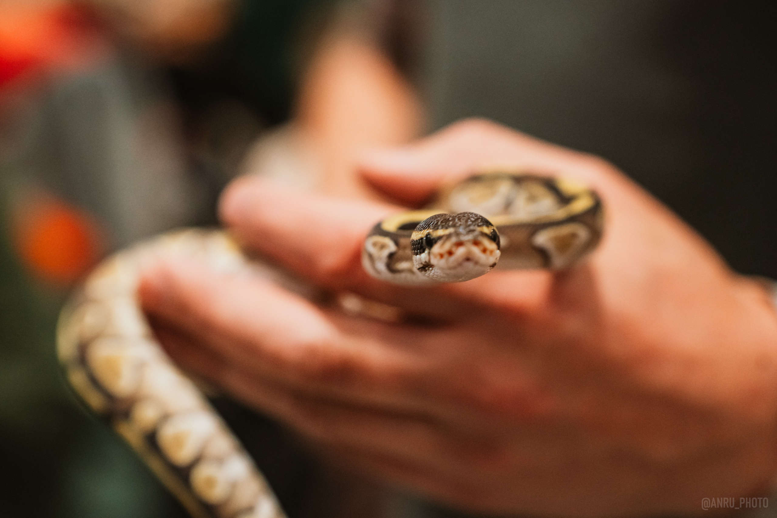 Рептилиум. Репортажный фотограф Анастасия Рубцова