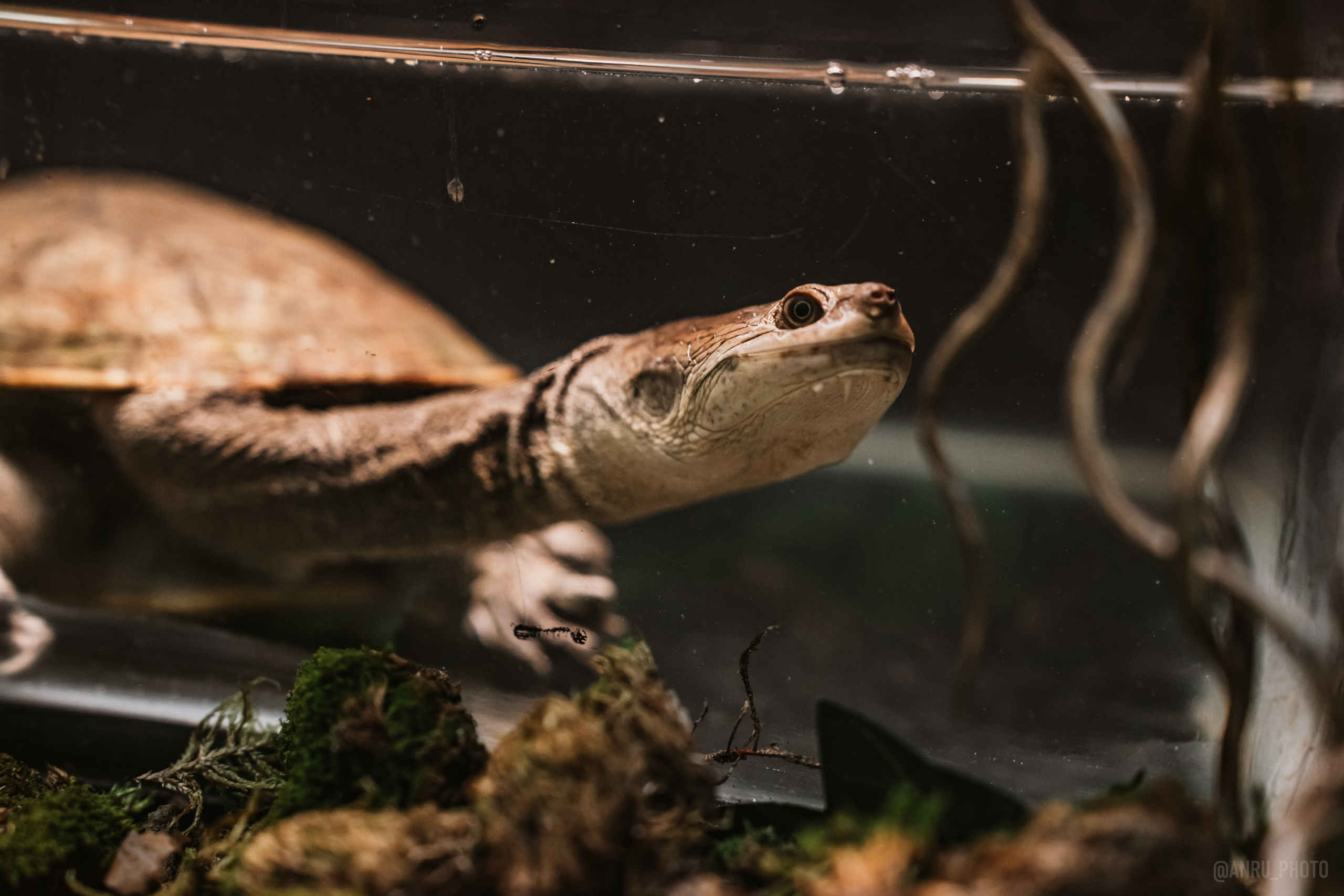 Рептилиум. Репортажный фотограф Анастасия Рубцова