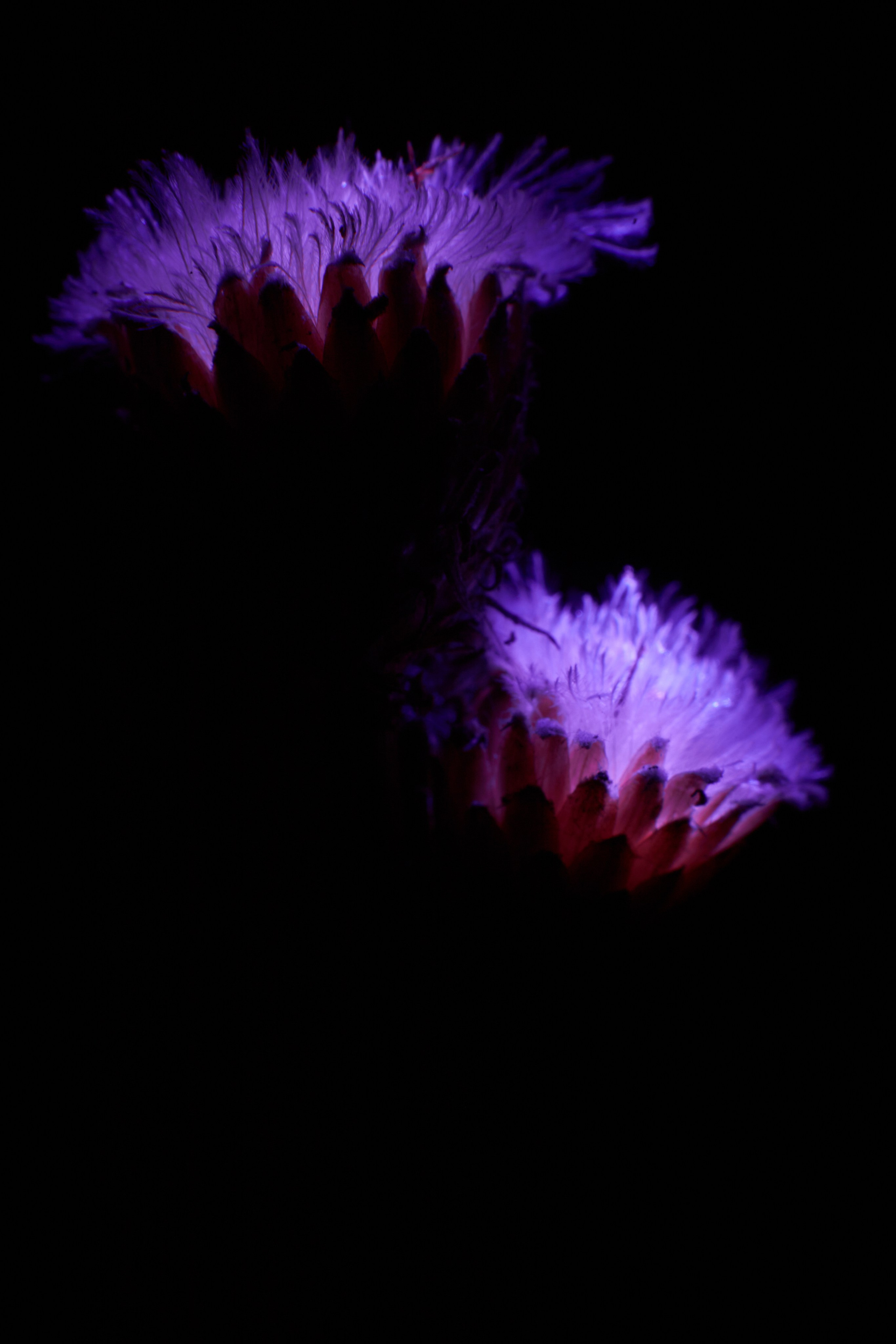 «Красок Тьма Полна». Арт-фотограф во Владивостоке Дмитрий Осипчук