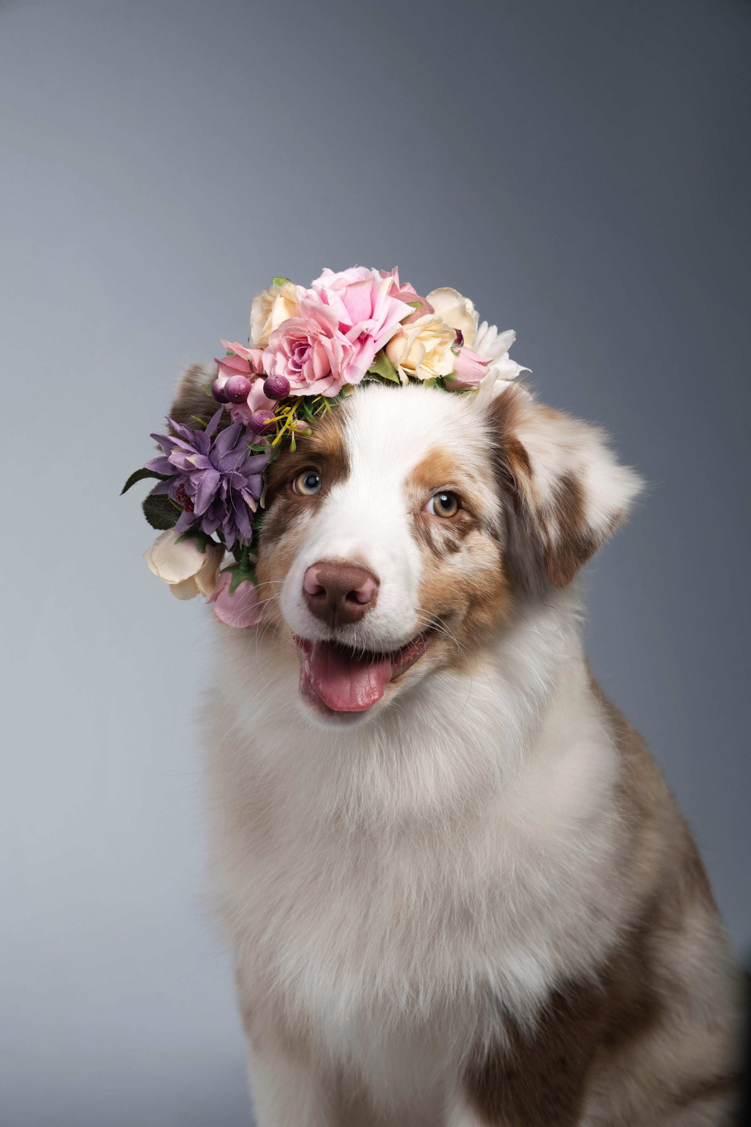 Бри, Панда, Эста и Жара. Фотограф анималист Осипчикова Мария