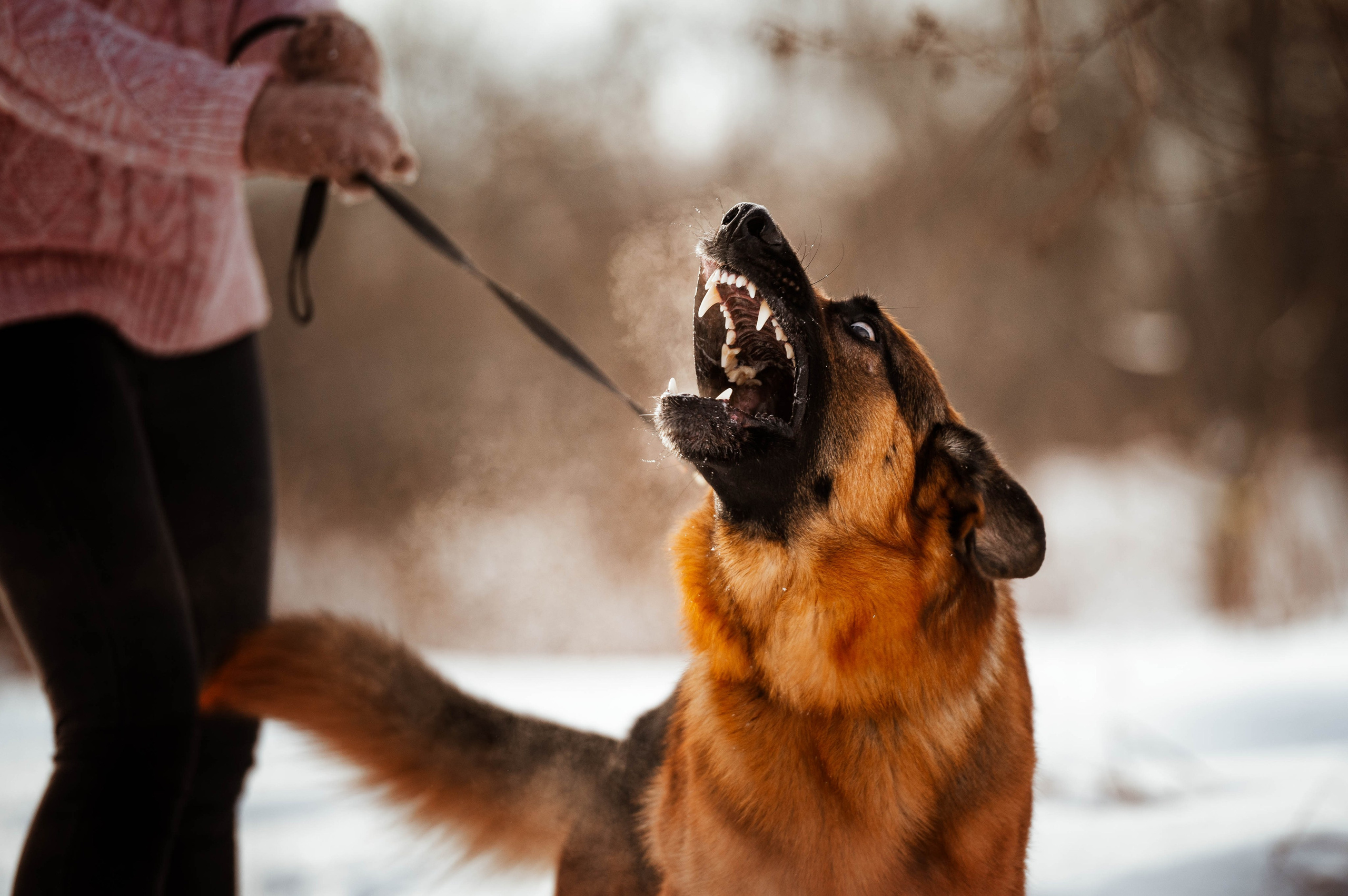 Вольт. Фотограф-анималист