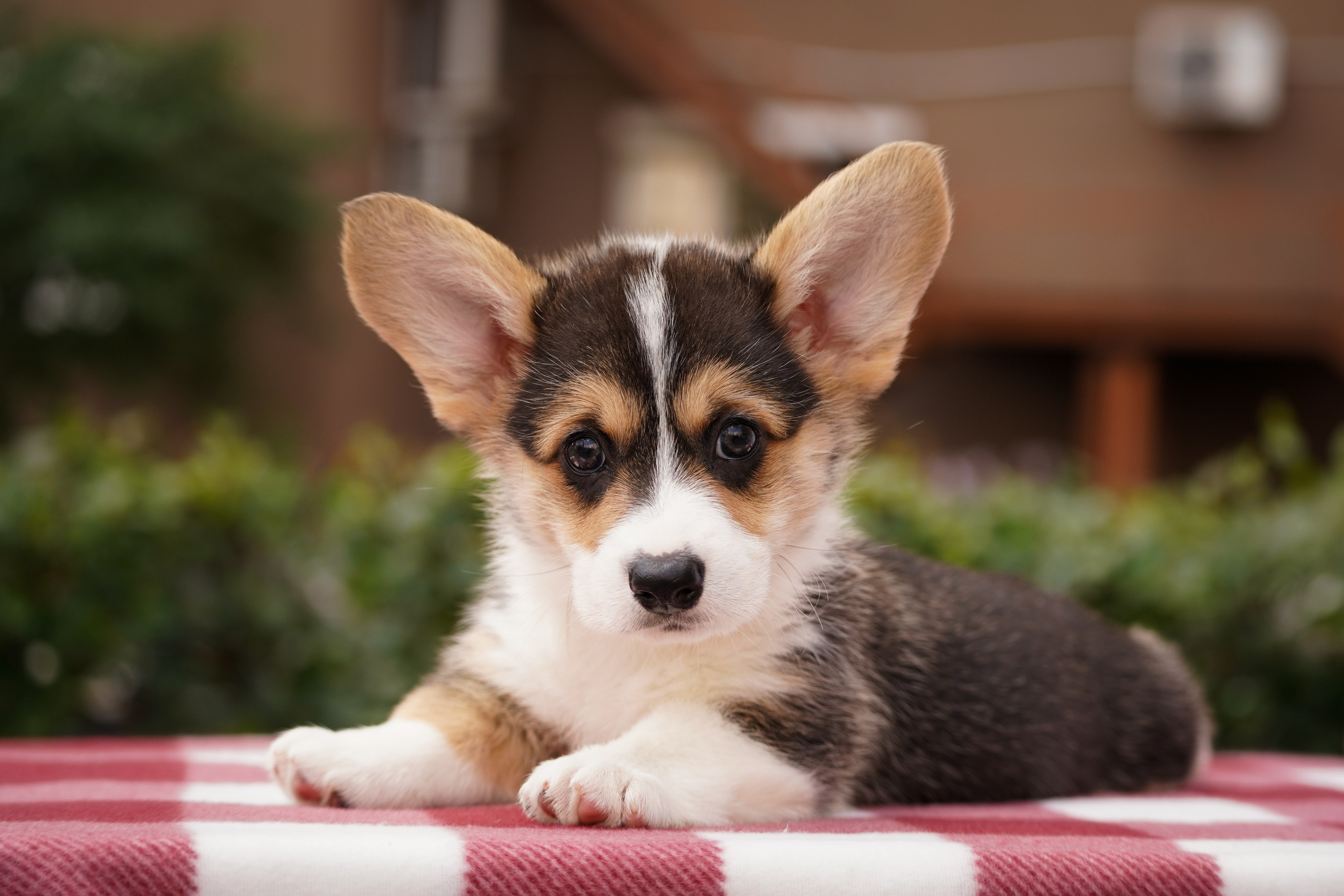 Корги. Фотограф-анималист Анастасия Большакова