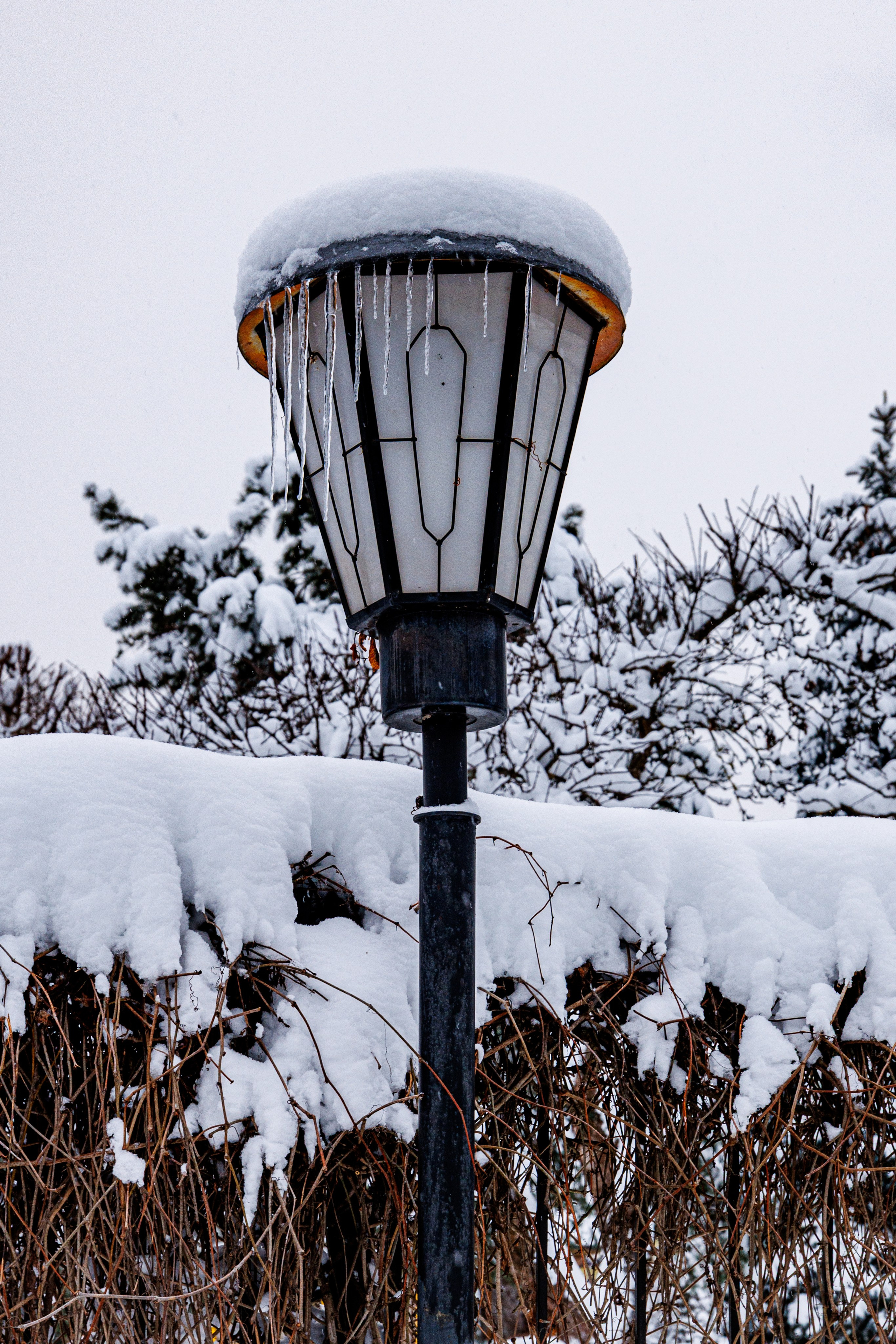 Природа 31 Декабря 2025 года. Клены. Фотографирую жизнь! Московский фотограф волонтер