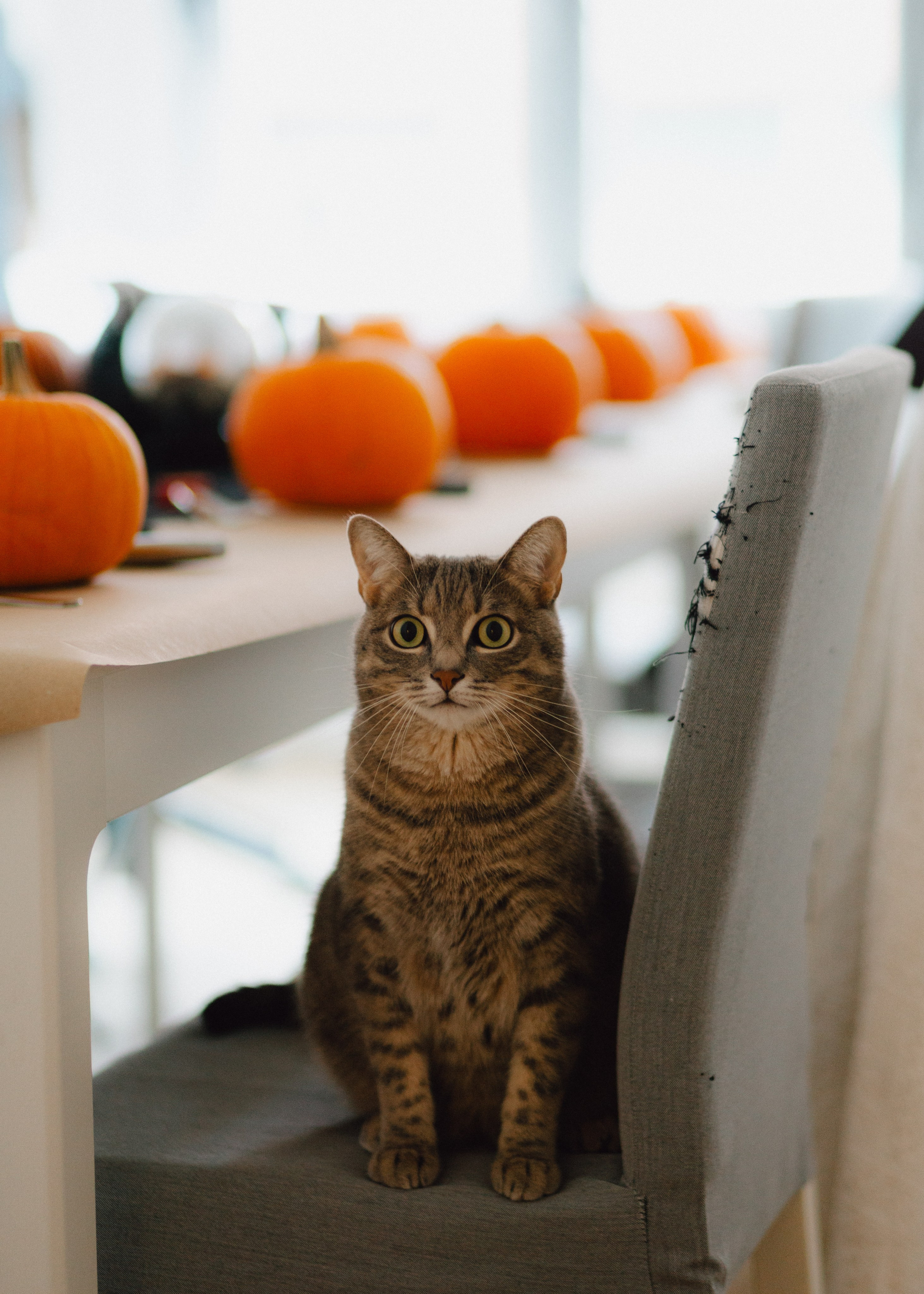 Pumpkin Workshop. Barbara Isaeva