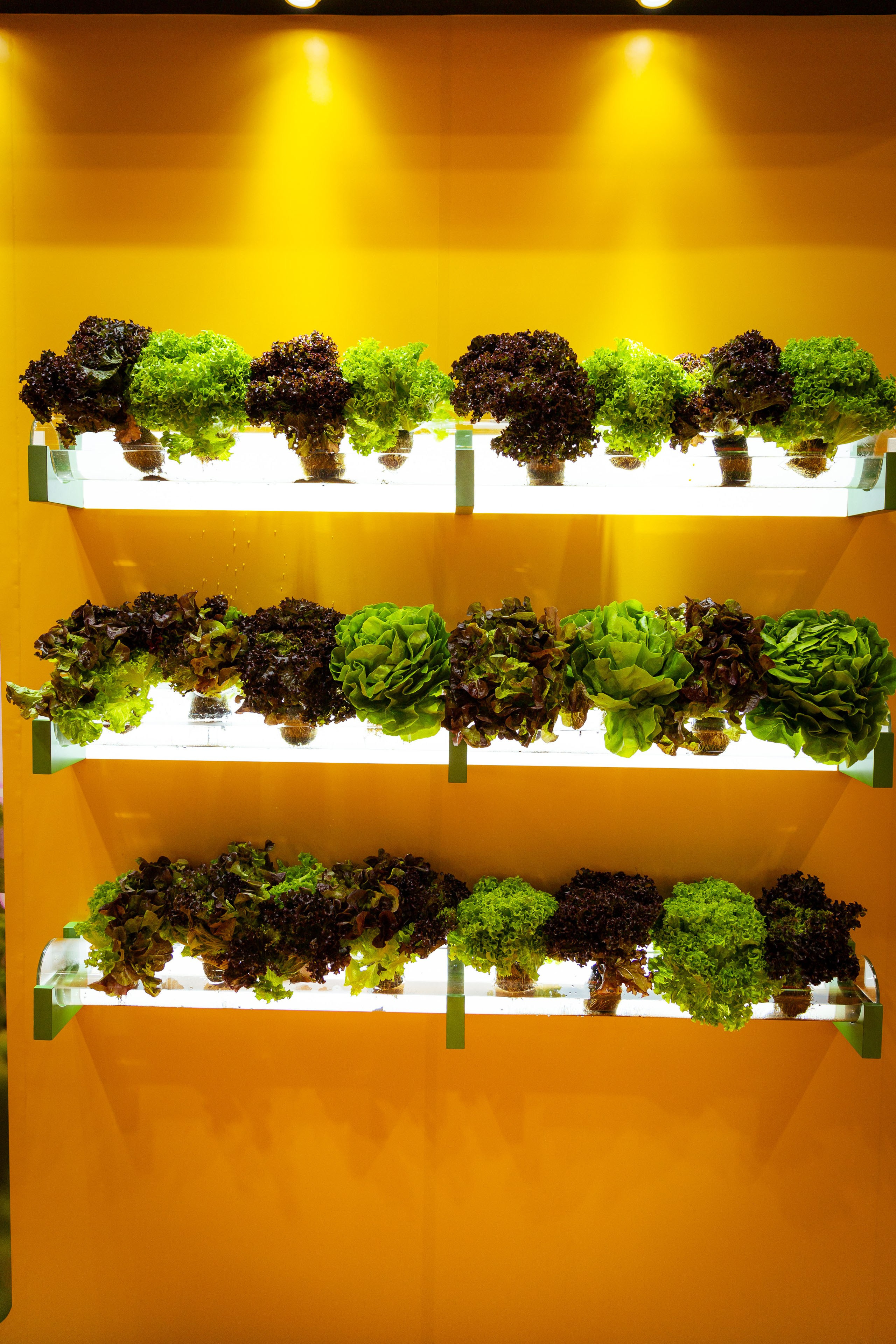 Asia Fruit Logistica [Гонконг 4–6 сентября 2024 г.]. Фотограф Виноградов Константин