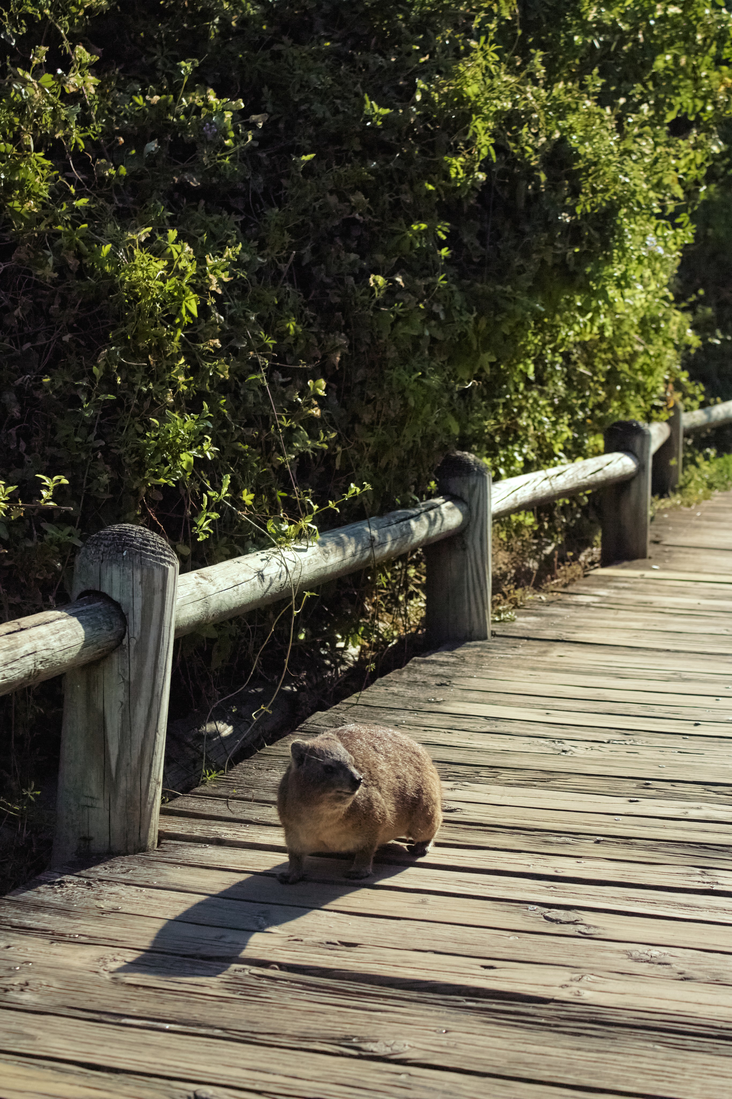 ЮАР. Профессиональный Фотограф во Владимире, в Москве и в Суздале — Полина Романычева