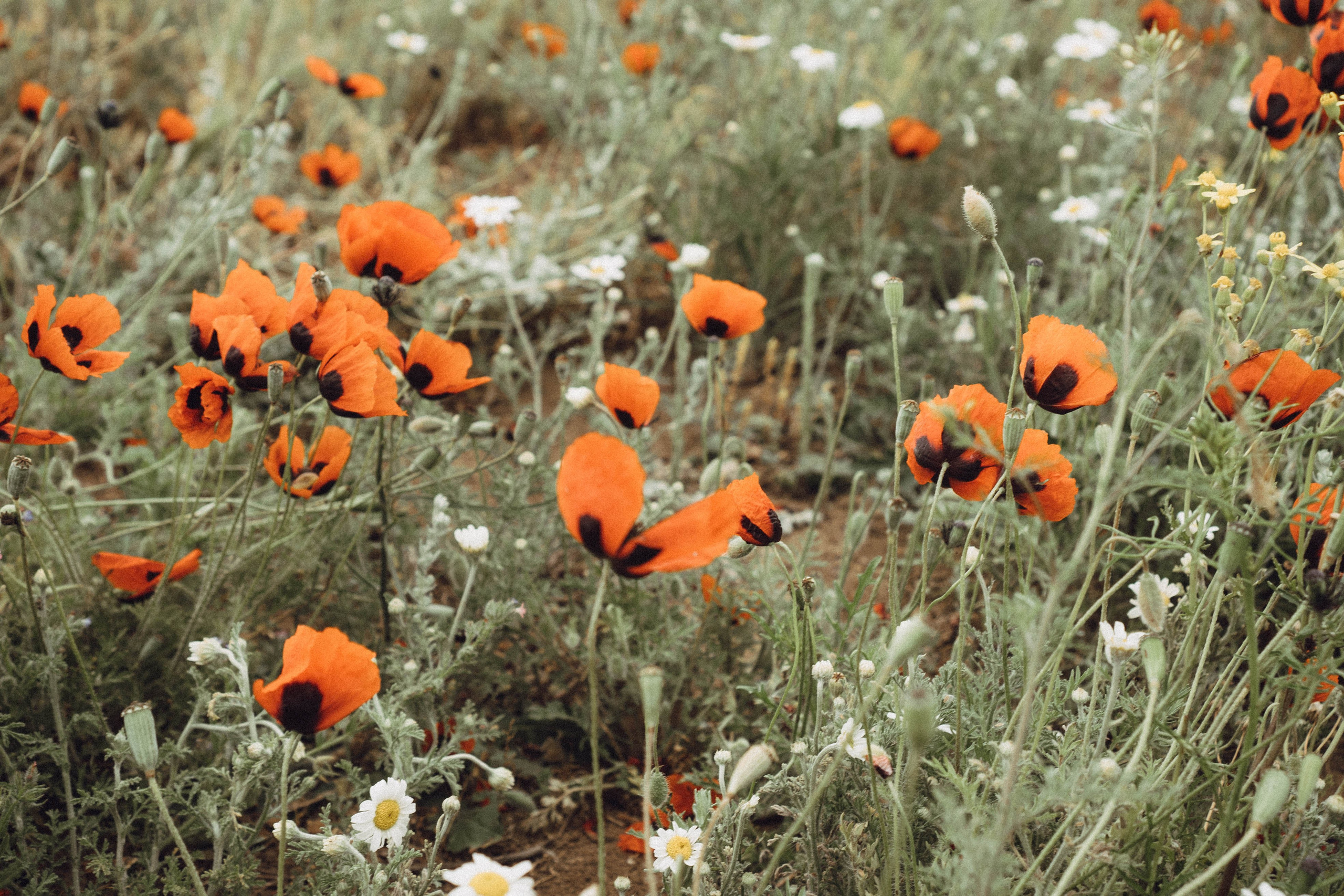 Кавказ. Профессиональный фотограф, Санкт-Петербург — Виктория Богомолова