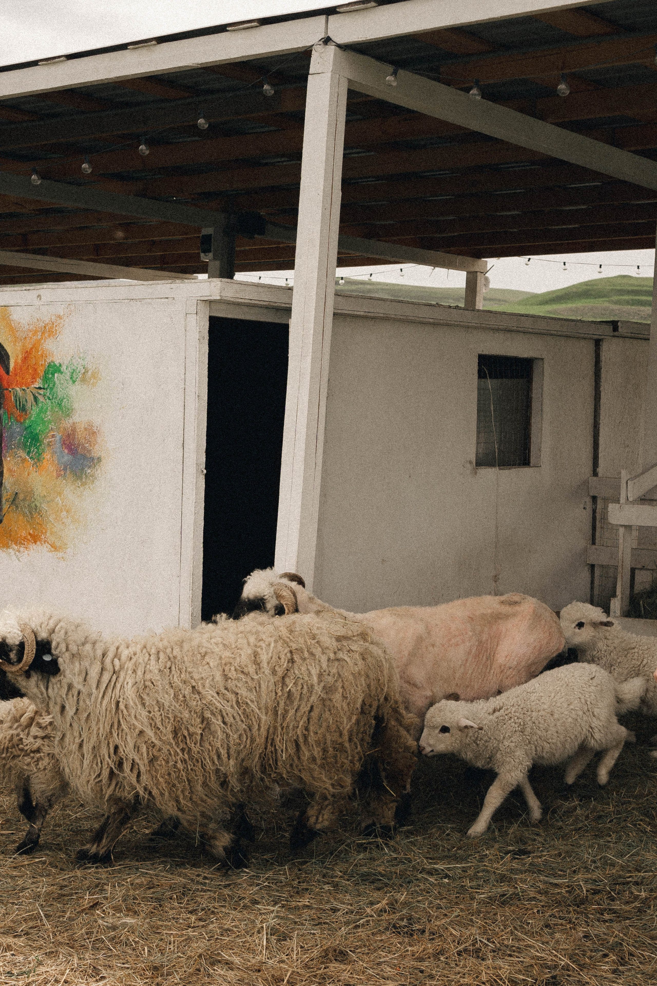 Ферма Альпак. Профессиональный фотограф, Санкт-Петербург — Виктория Богомолова