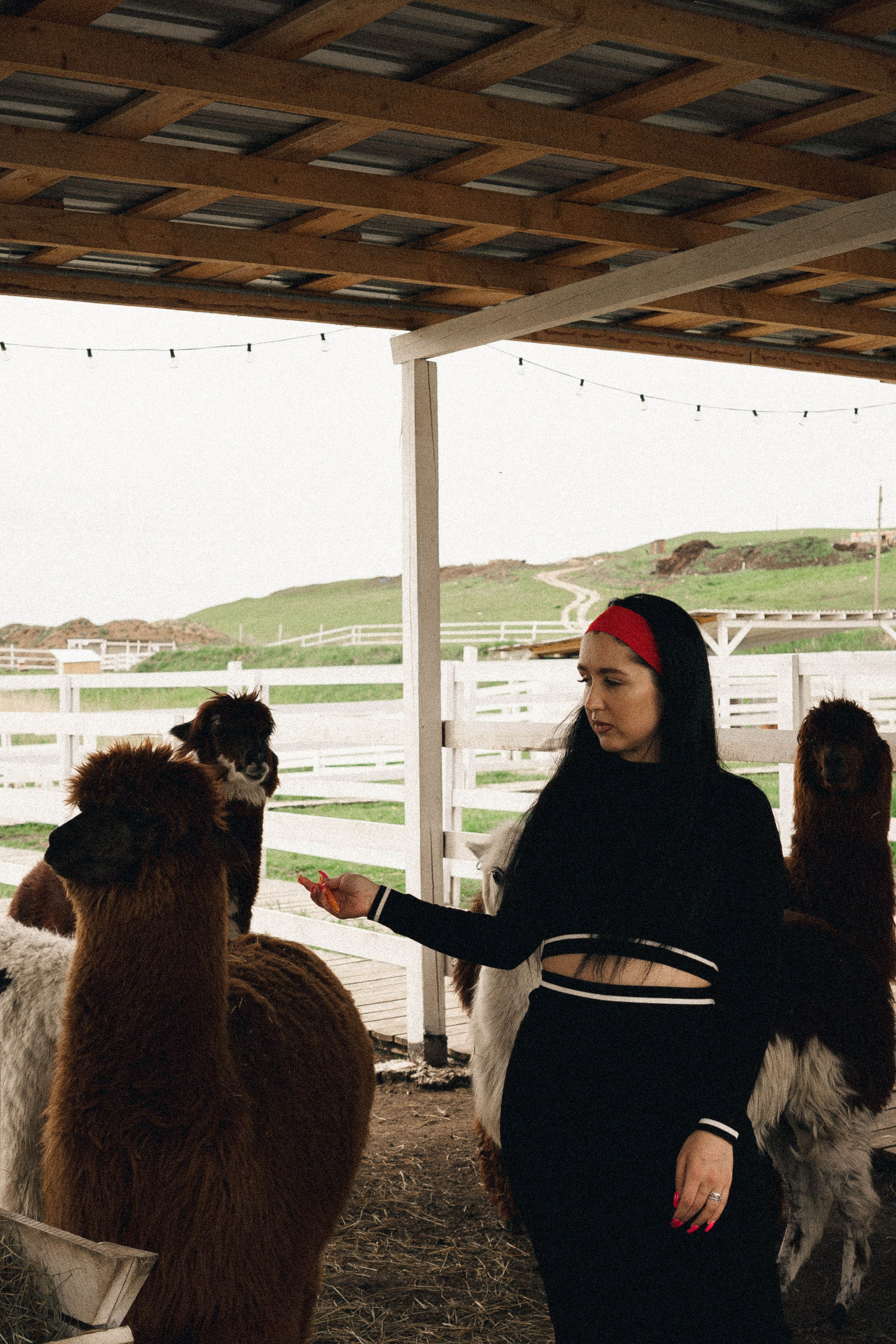 Ферма Альпак. Профессиональный фотограф, Санкт-Петербург — Виктория Богомолова