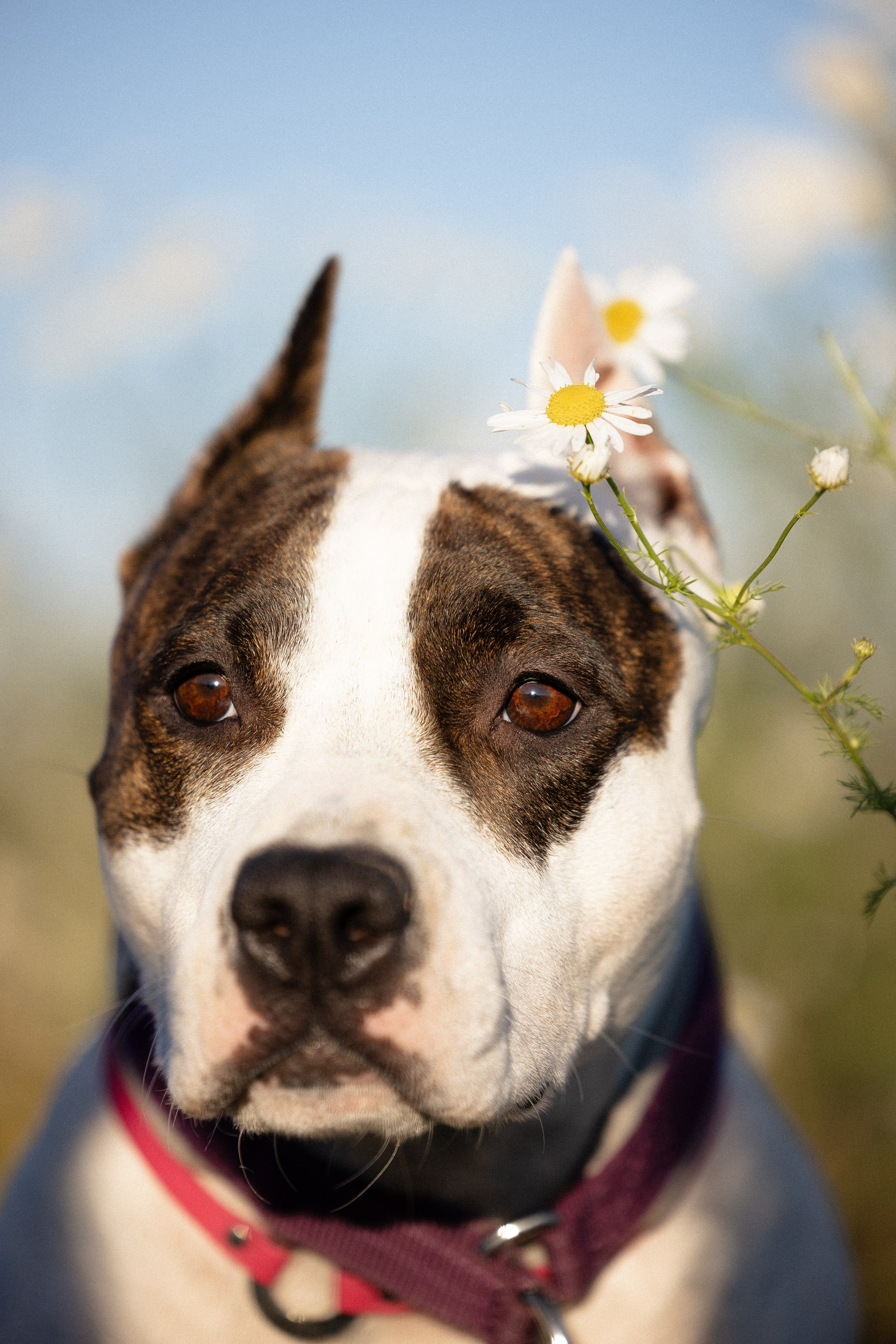 Женя, Афра и Молли. Фотограф и видеограф анималист Аганина Дарья