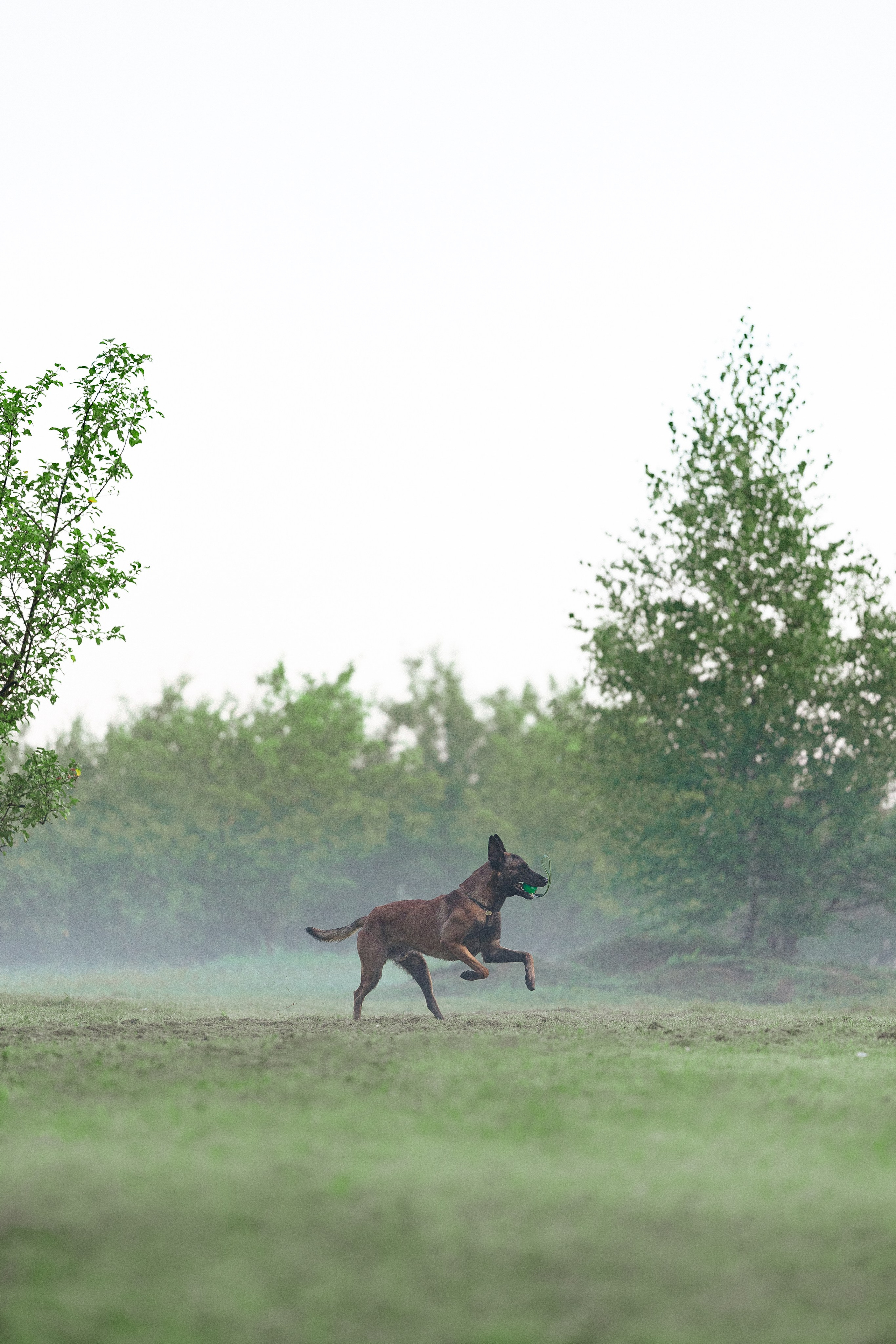 Галина и Кодекс. Фотограф и видеограф анималист Аганина Дарья