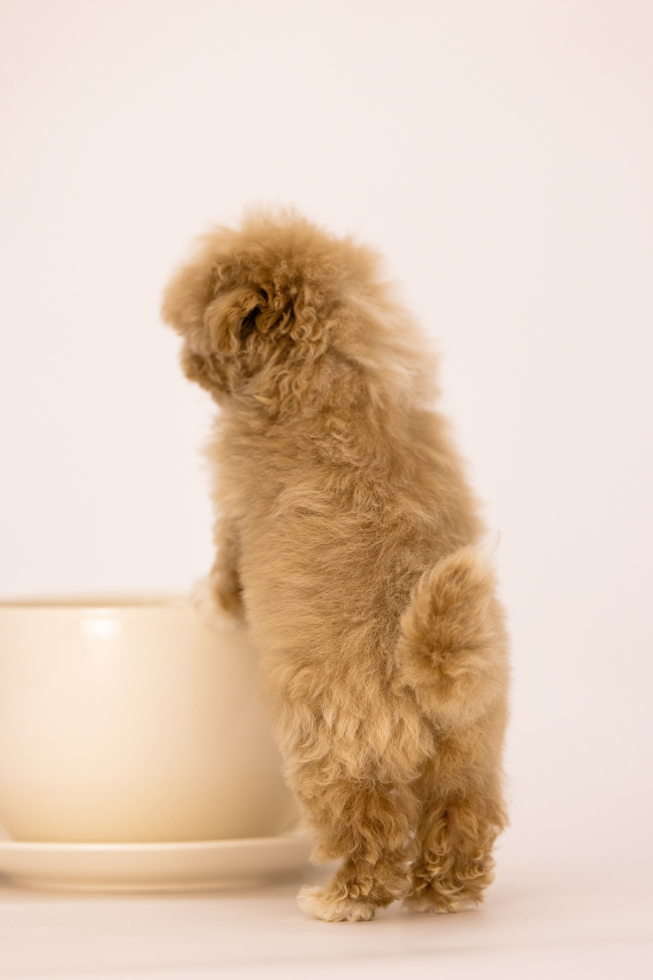 Мальтипу. Фотограф и видеограф анималист Аганина Дарья