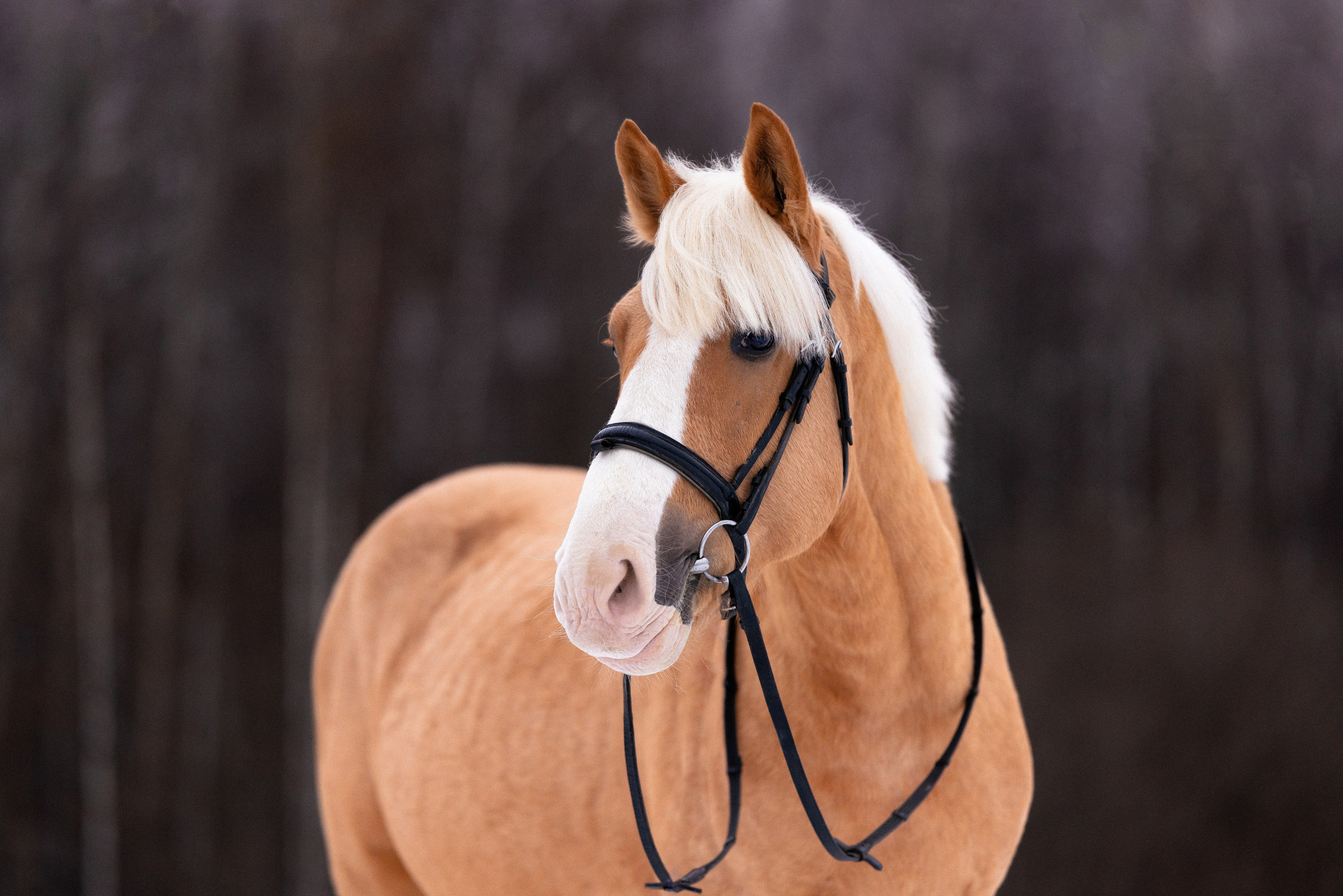 Бейкер. Фотограф и видеограф анималист Аганина Дарья