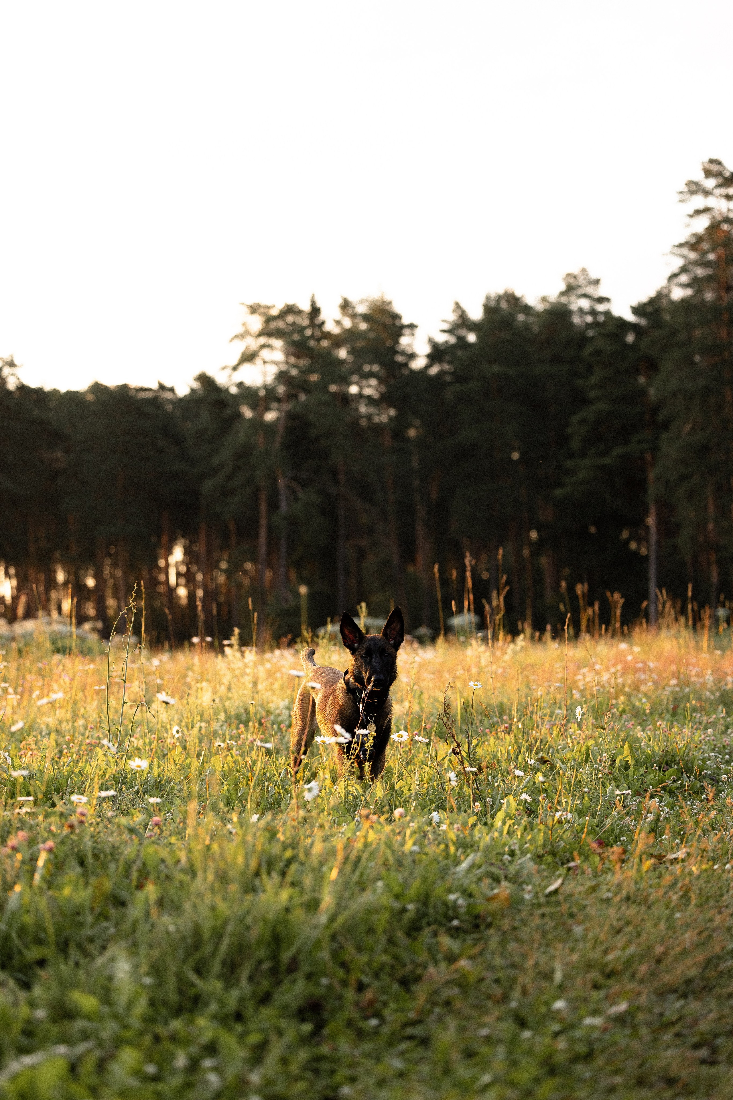 Галина и Лоя. Фотограф и видеограф анималист Аганина Дарья