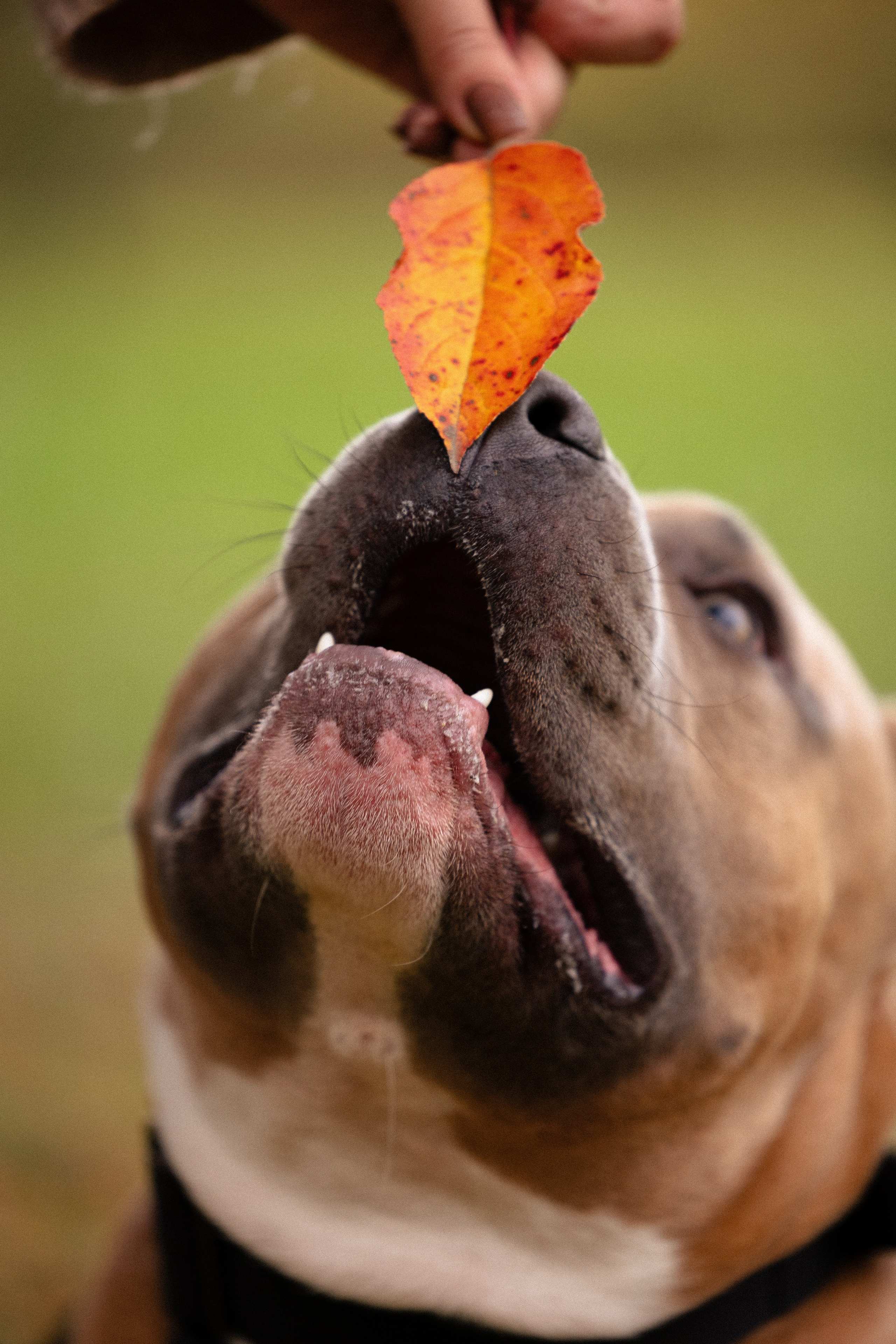 Алена и Тор. Фотограф и видеограф анималист Аганина Дарья