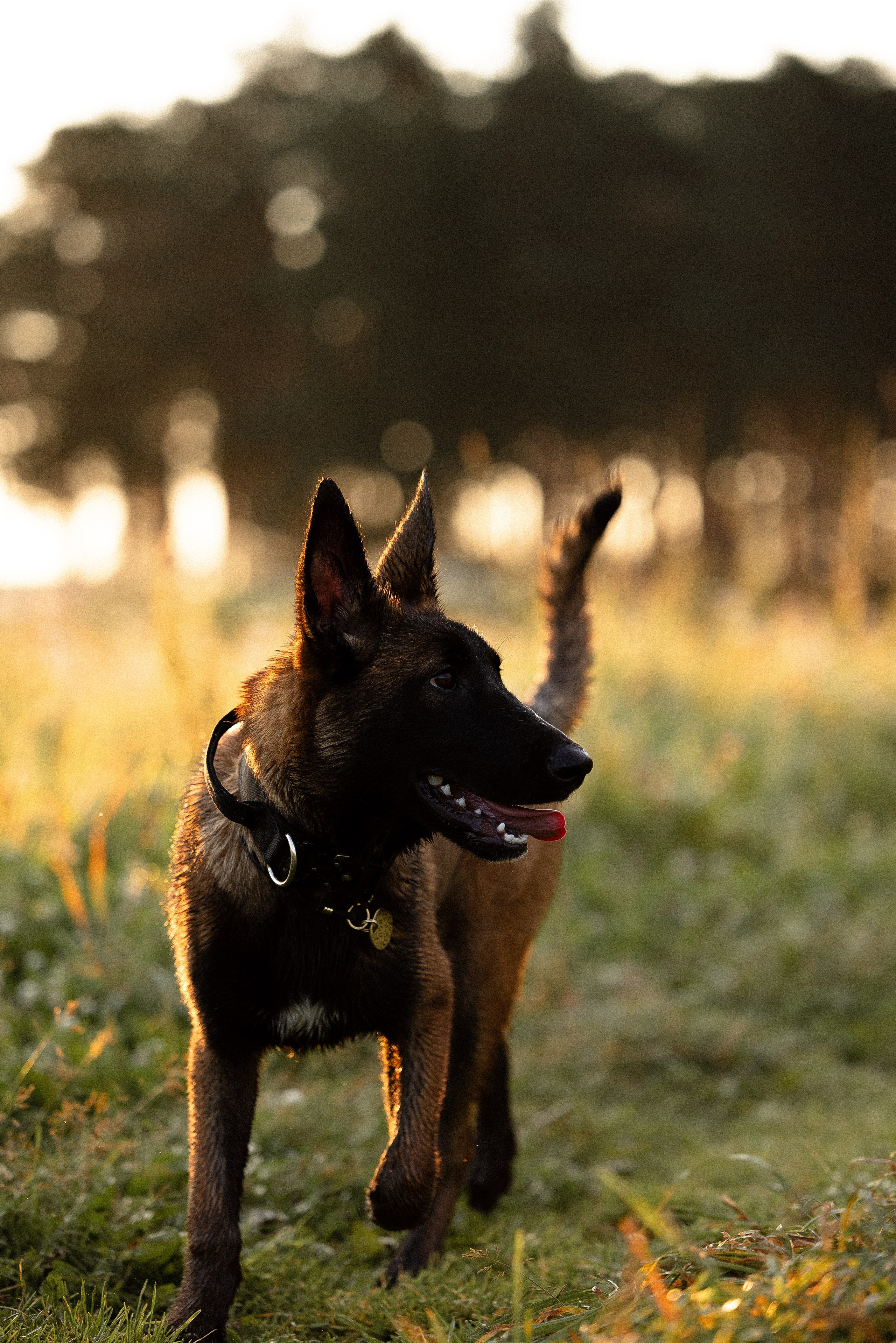 Галина и Лоя. Фотограф и видеограф анималист Аганина Дарья