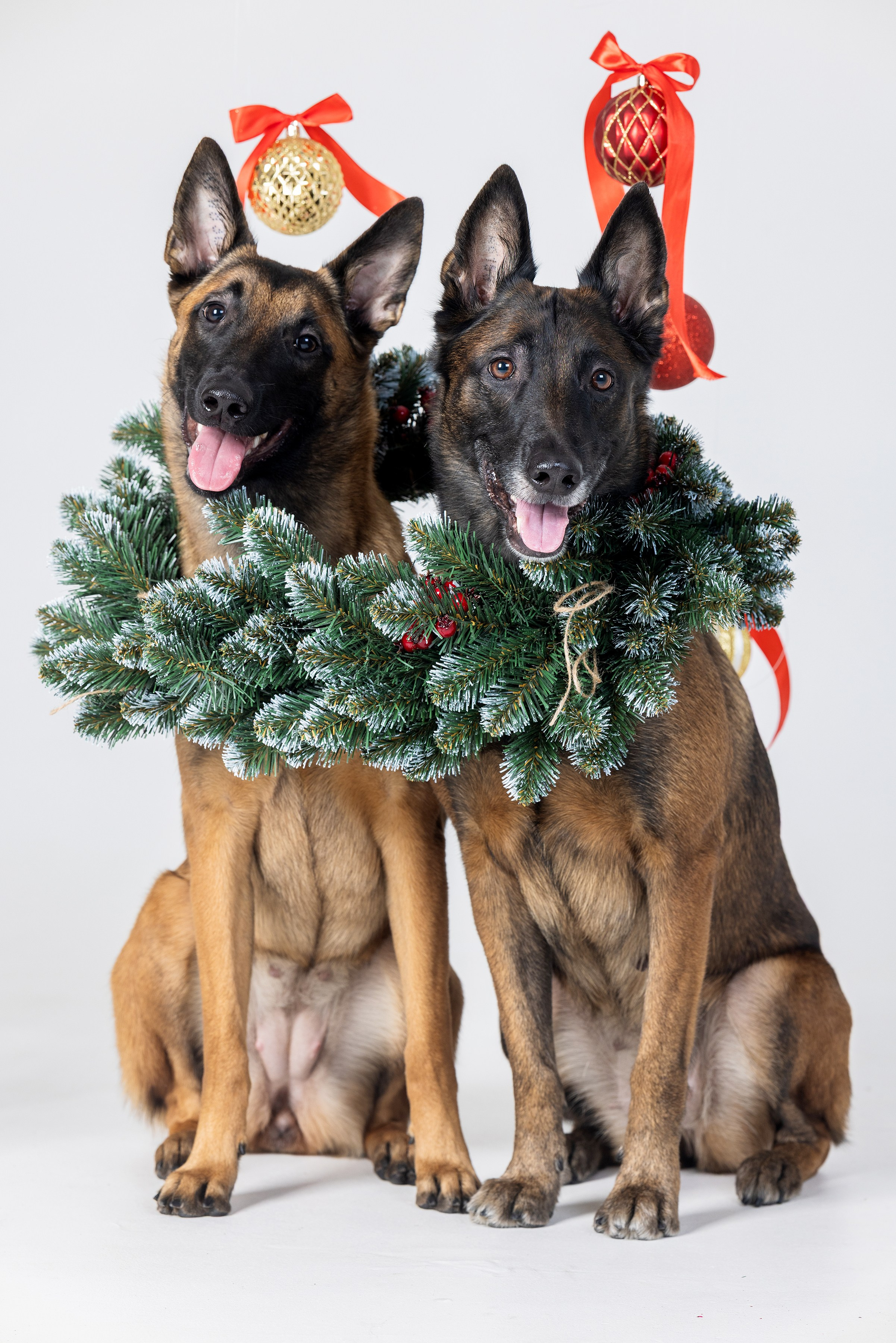 Хвостатый Новый Год. Фотограф Алена Звездина