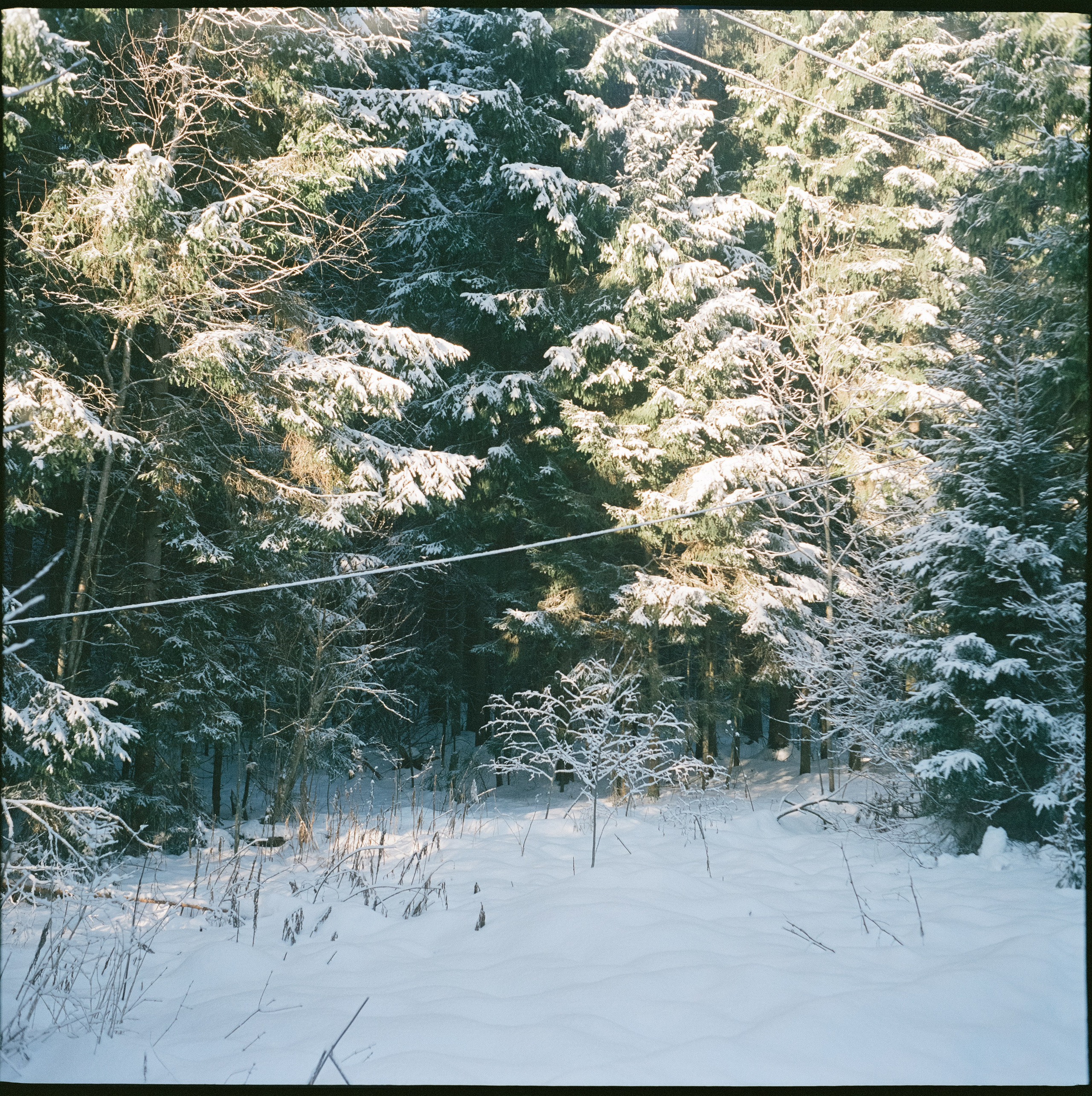 Fujicolor PRO 400H примеры фотографий