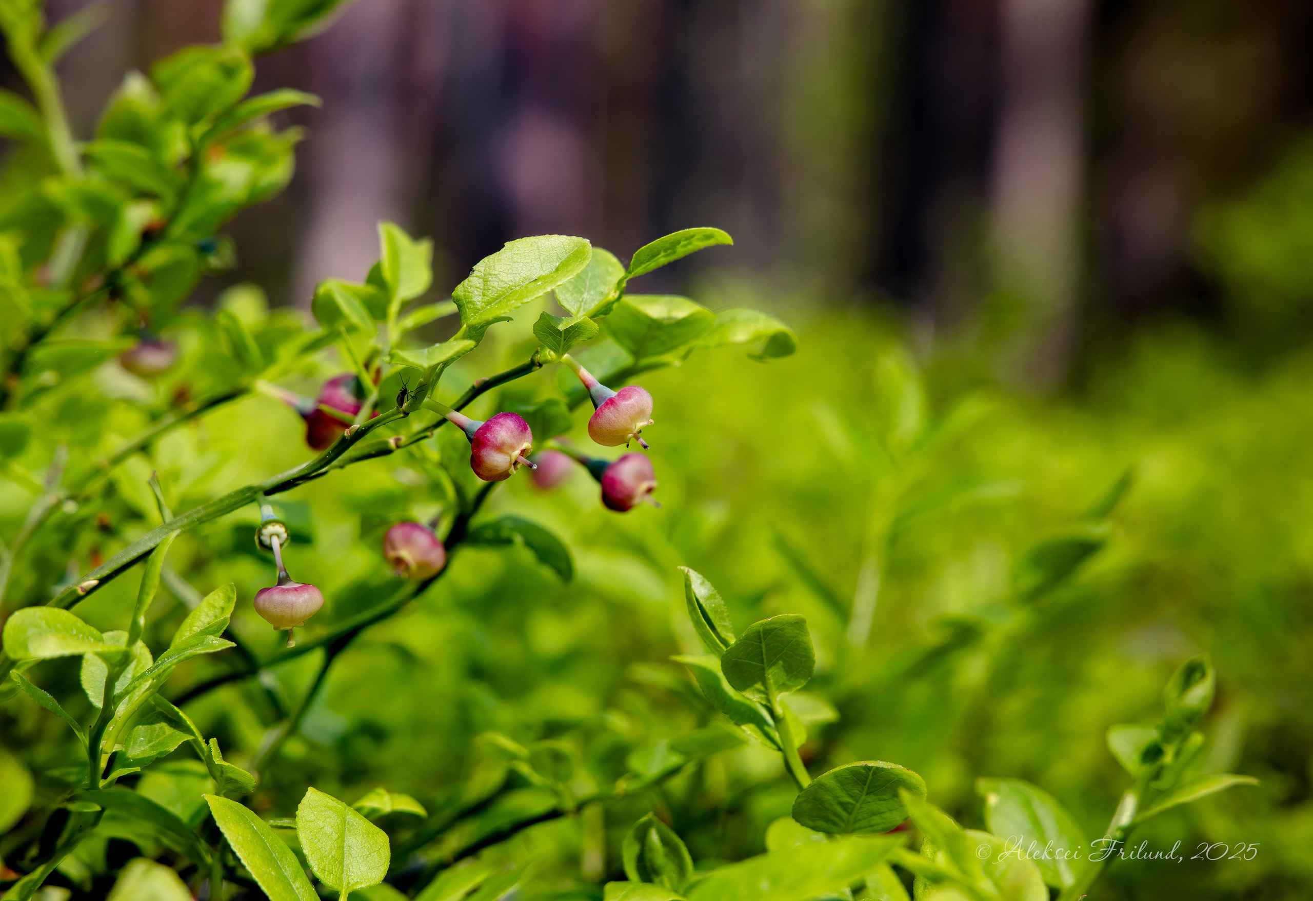 Природа Карелии. Аэросъемка. Фото и Видео в Карелии. Алексей Фрилунд
