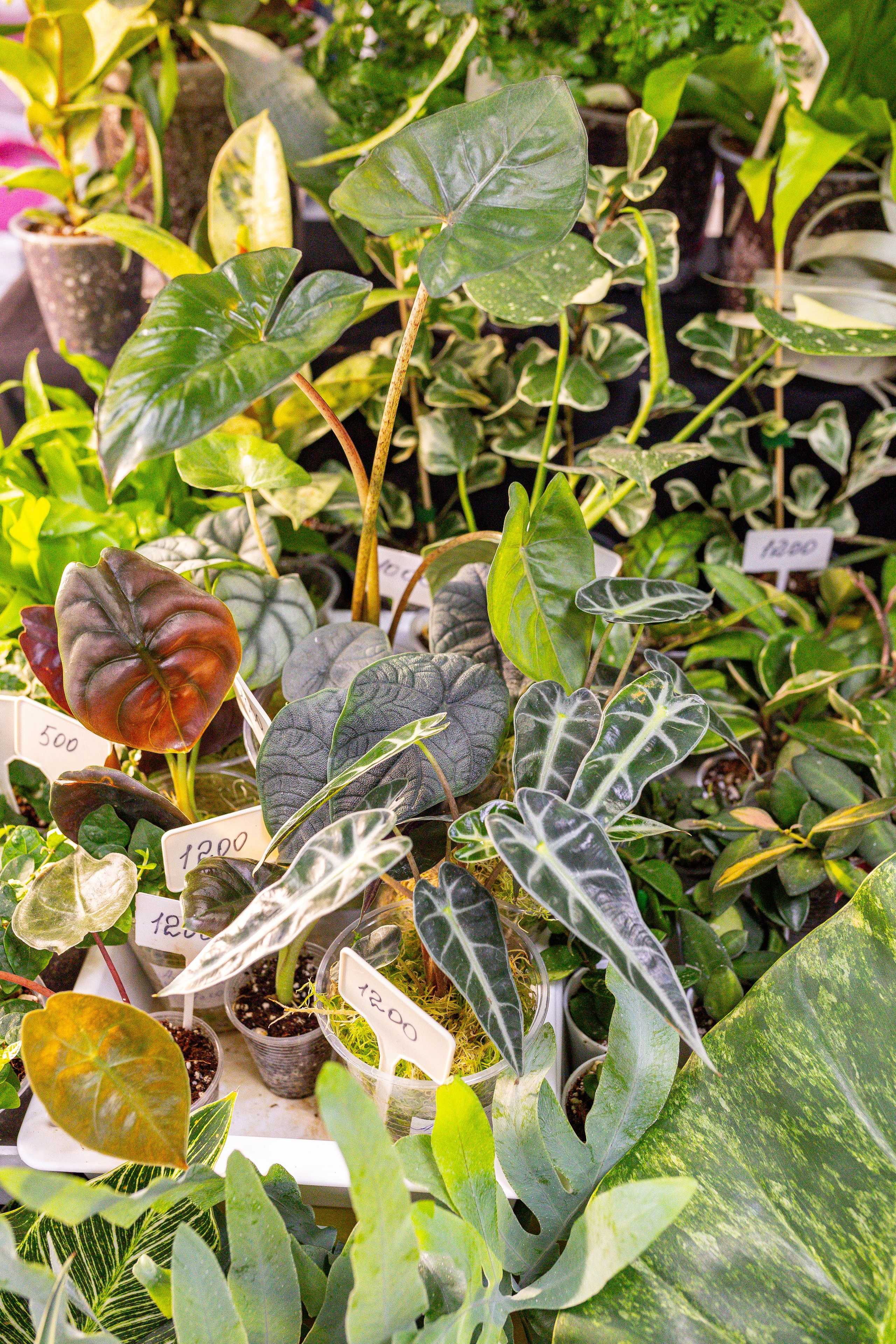 Монстериум 11–12 октября. Александра Куликова фотограф, Москва