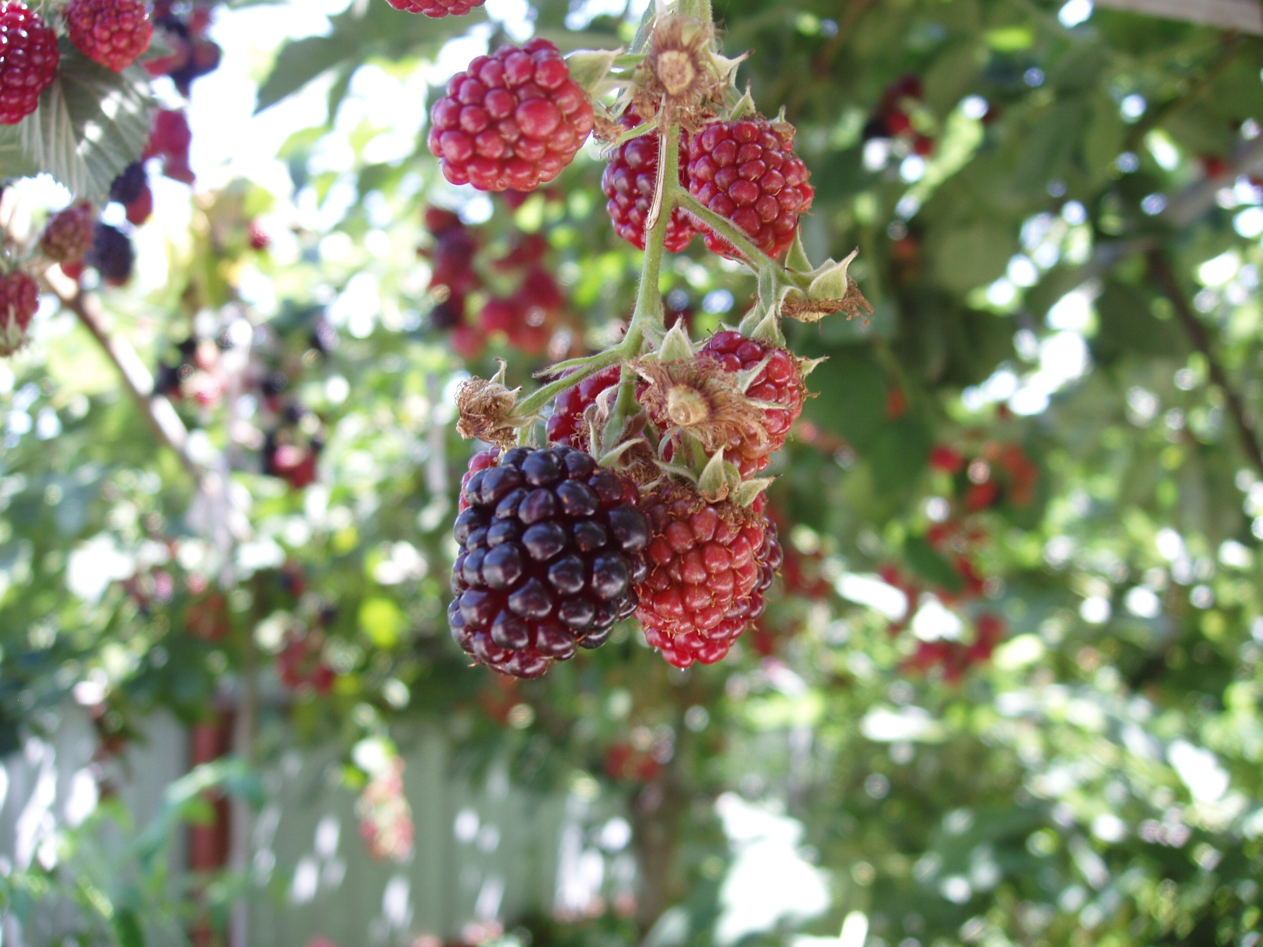 Отпуск 20.07-17.08. Семейный, Свадебный фотограф СПБ Питер— Романова Екатерина