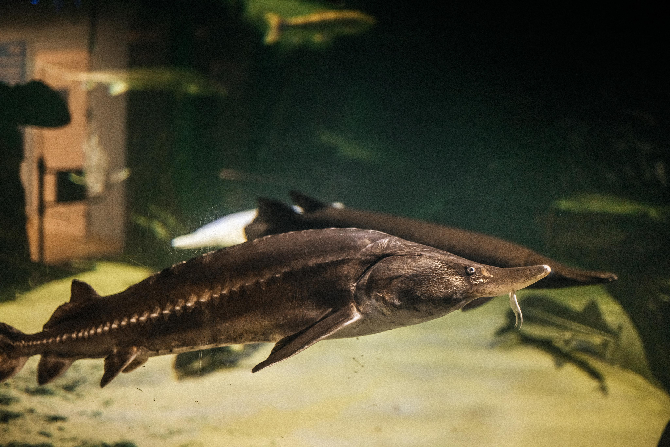 Репортаж 8 класс Пенза. Портретный и семейный фотограф в Саратове Елена Шустова