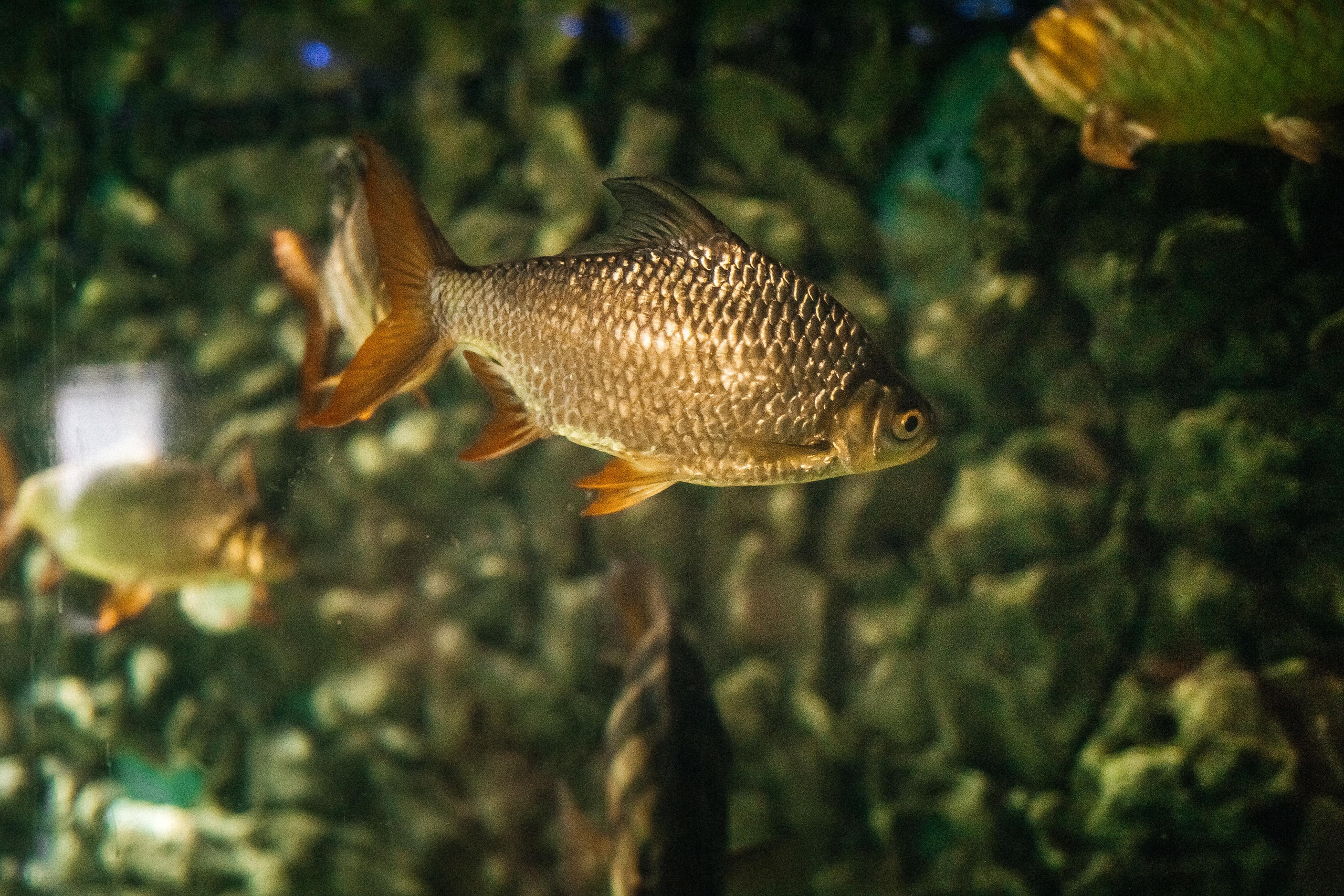 Репортаж 8 класс Пенза. Портретный и семейный фотограф в Саратове Елена Шустова
