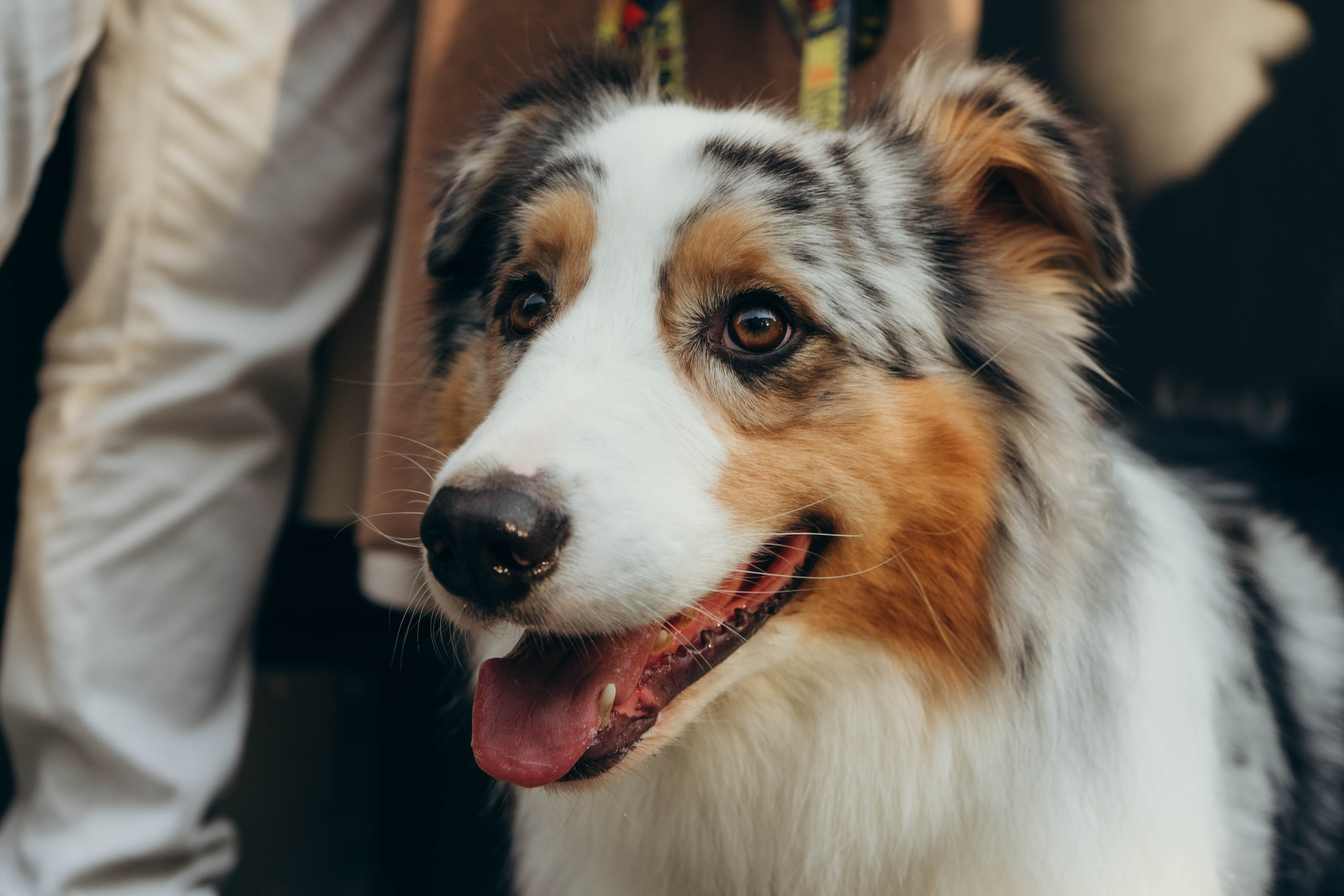 Аня, Влад и Джонни