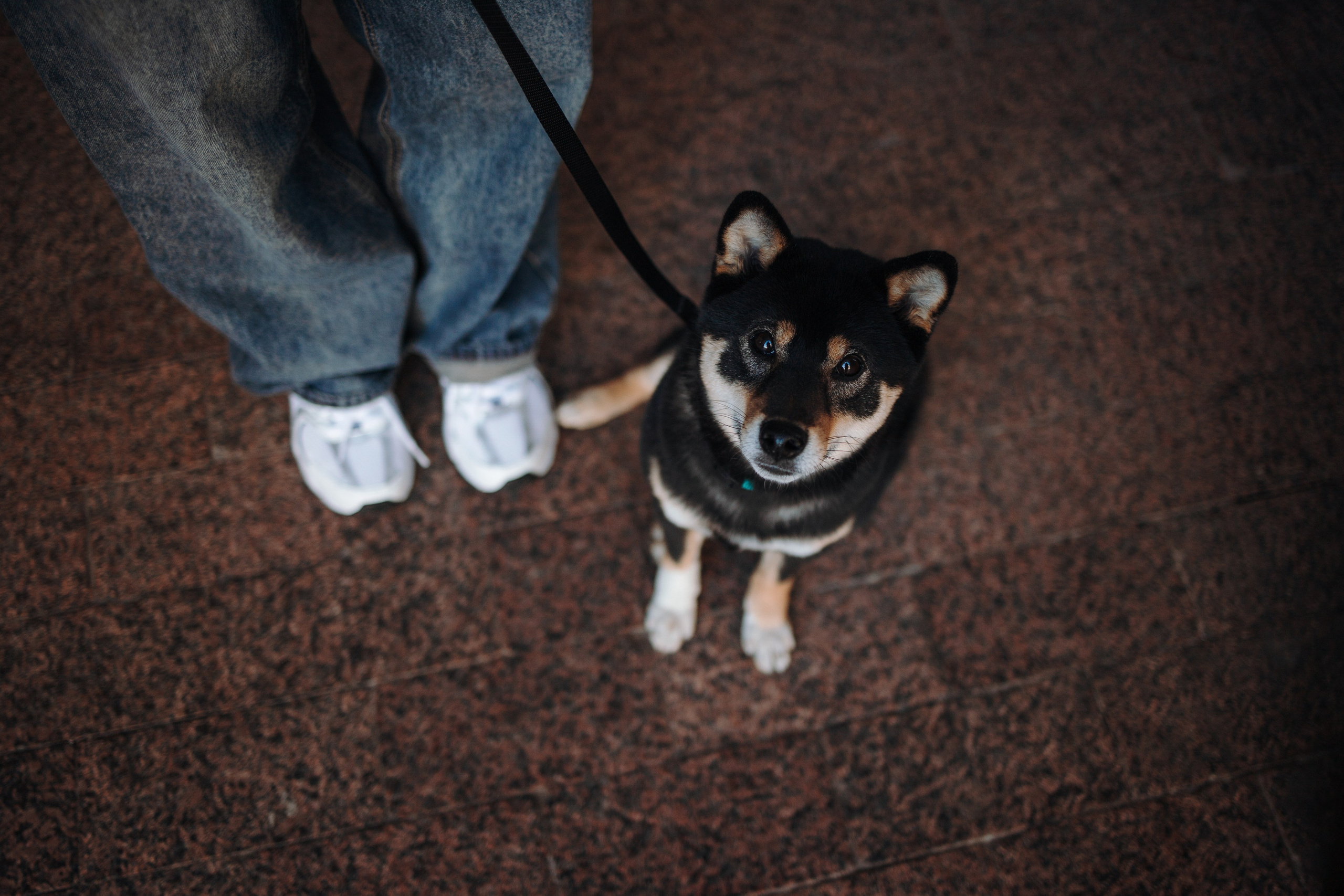 Даша и ее девочки. Фотограф — Анималист | Санкт-Петербург