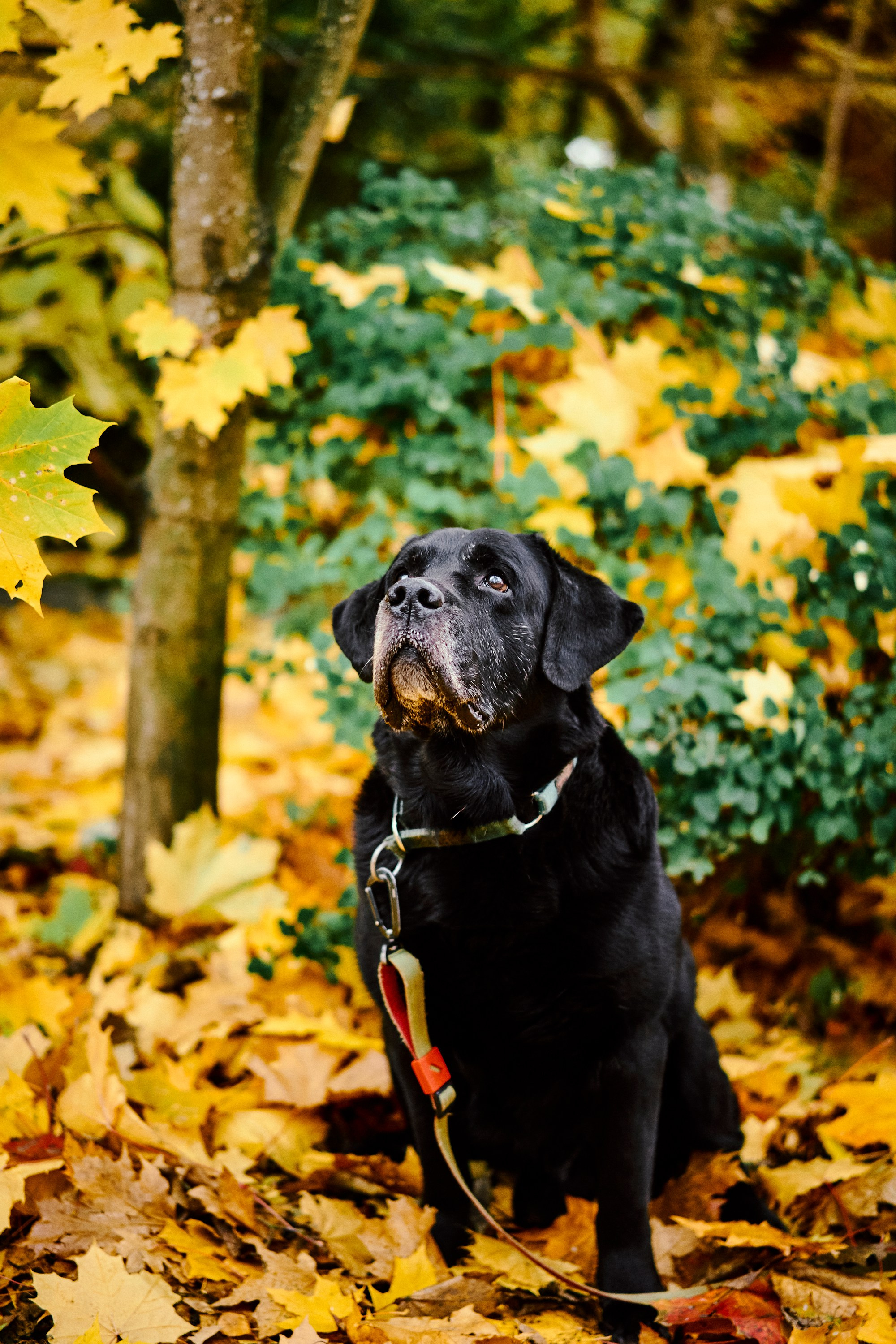 Bell and Black. Vutitsa