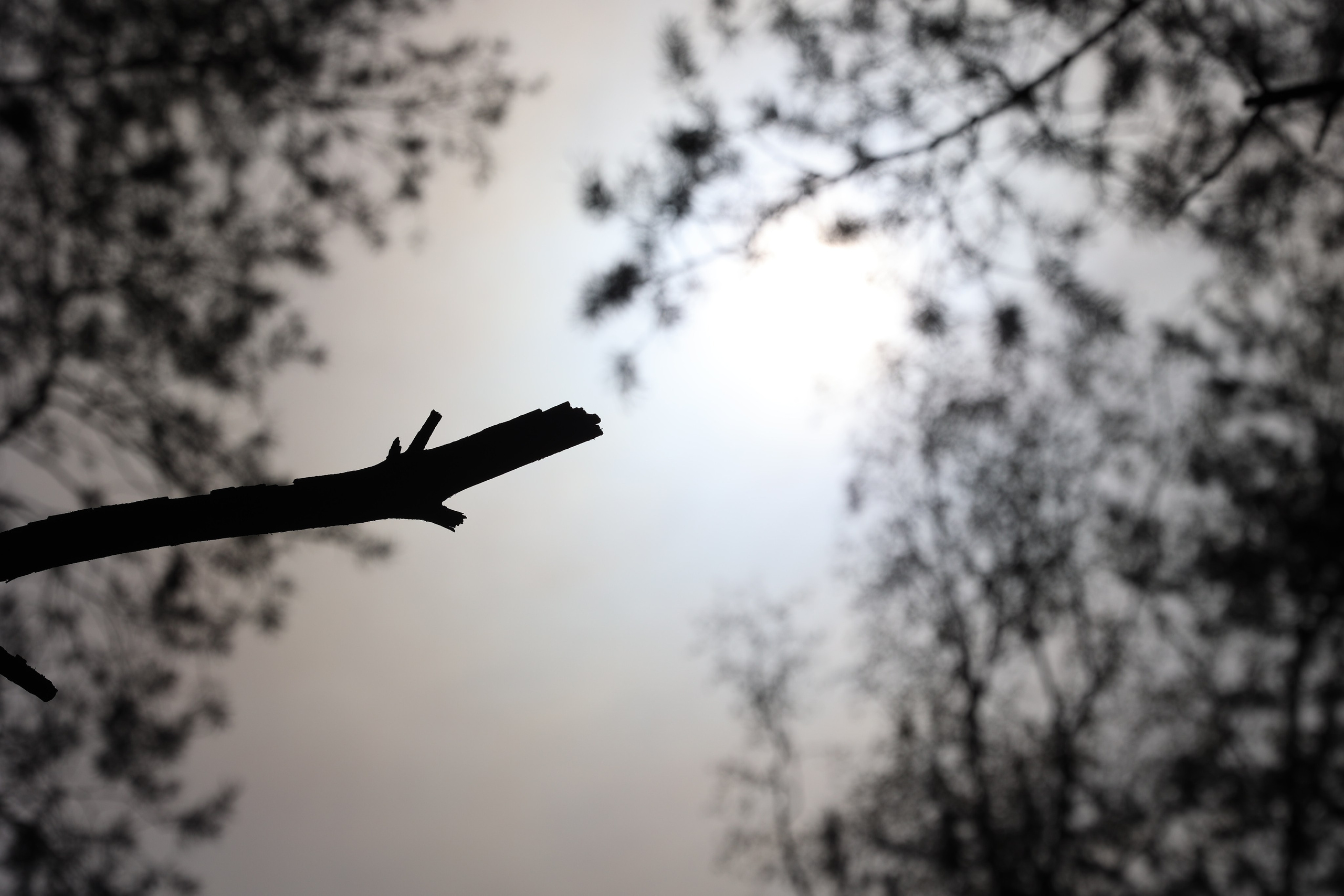 Любимое. Фотограф в Санкт-Петербурге Анна Сосновская
