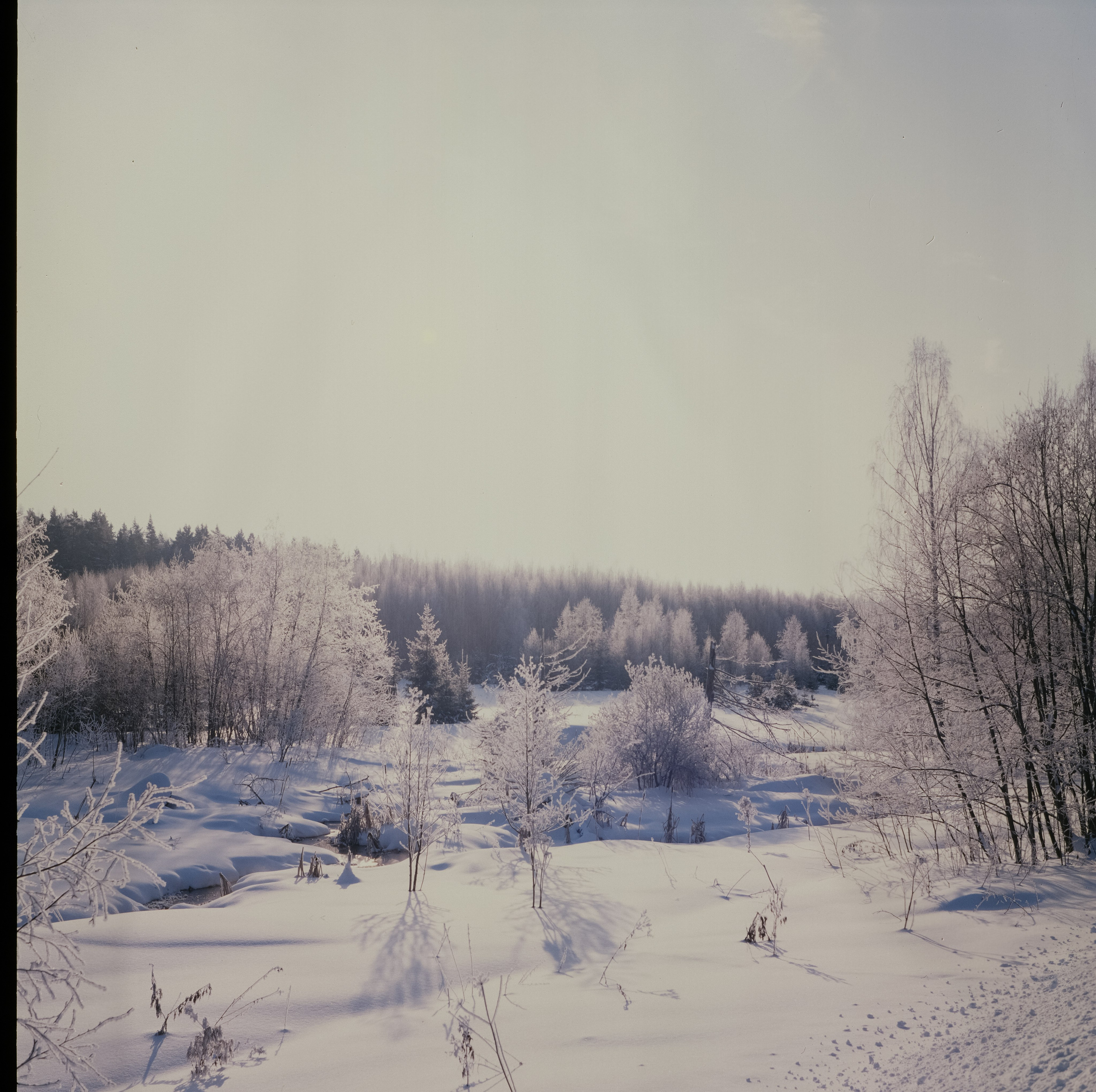 Koniflex — Fujichrome ASTIA 100 (at ISO 50) — Лукино, морозное утро