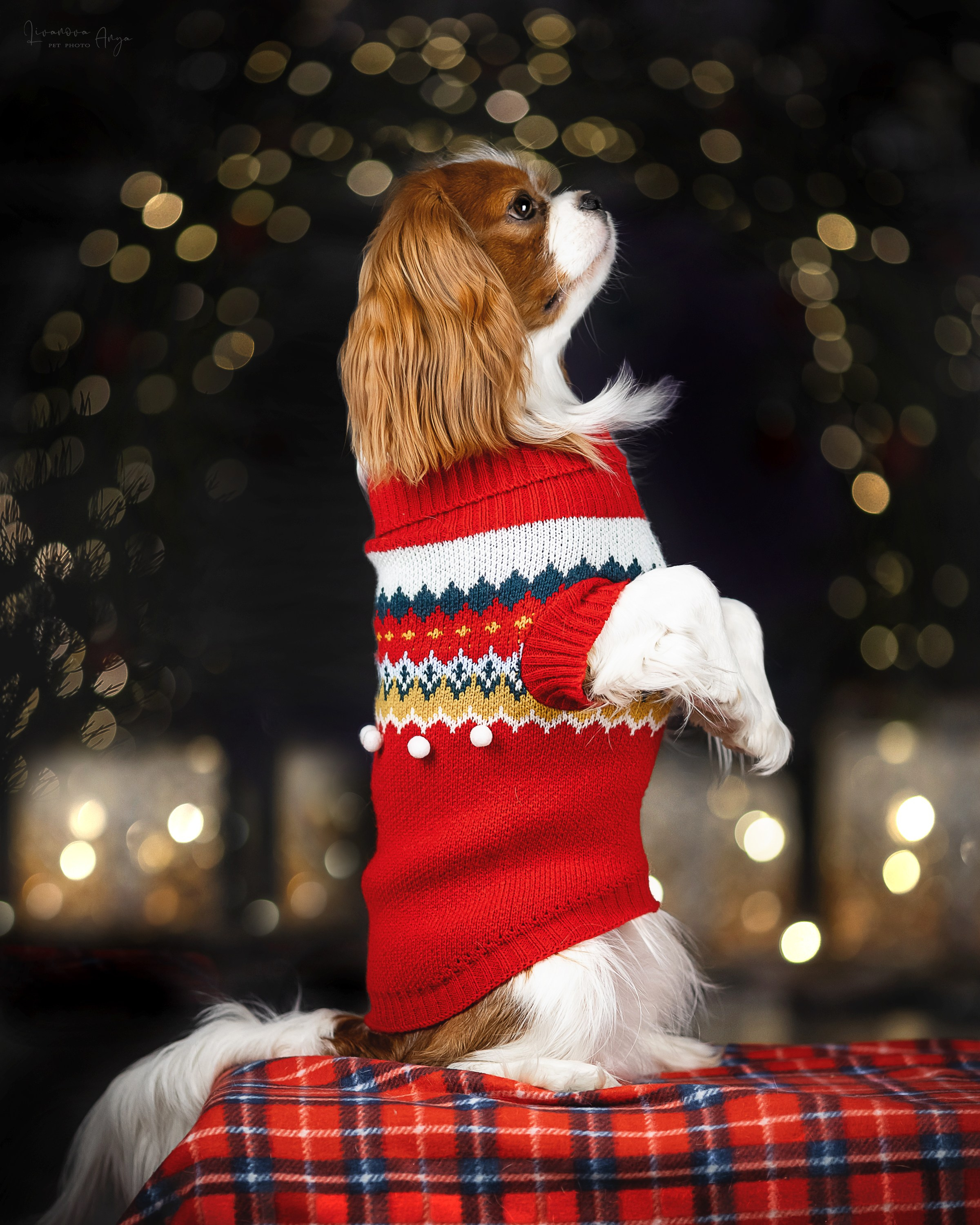 Фотодень_2 2025. Фотограф анималист Аня Ливанова | Рыбинск