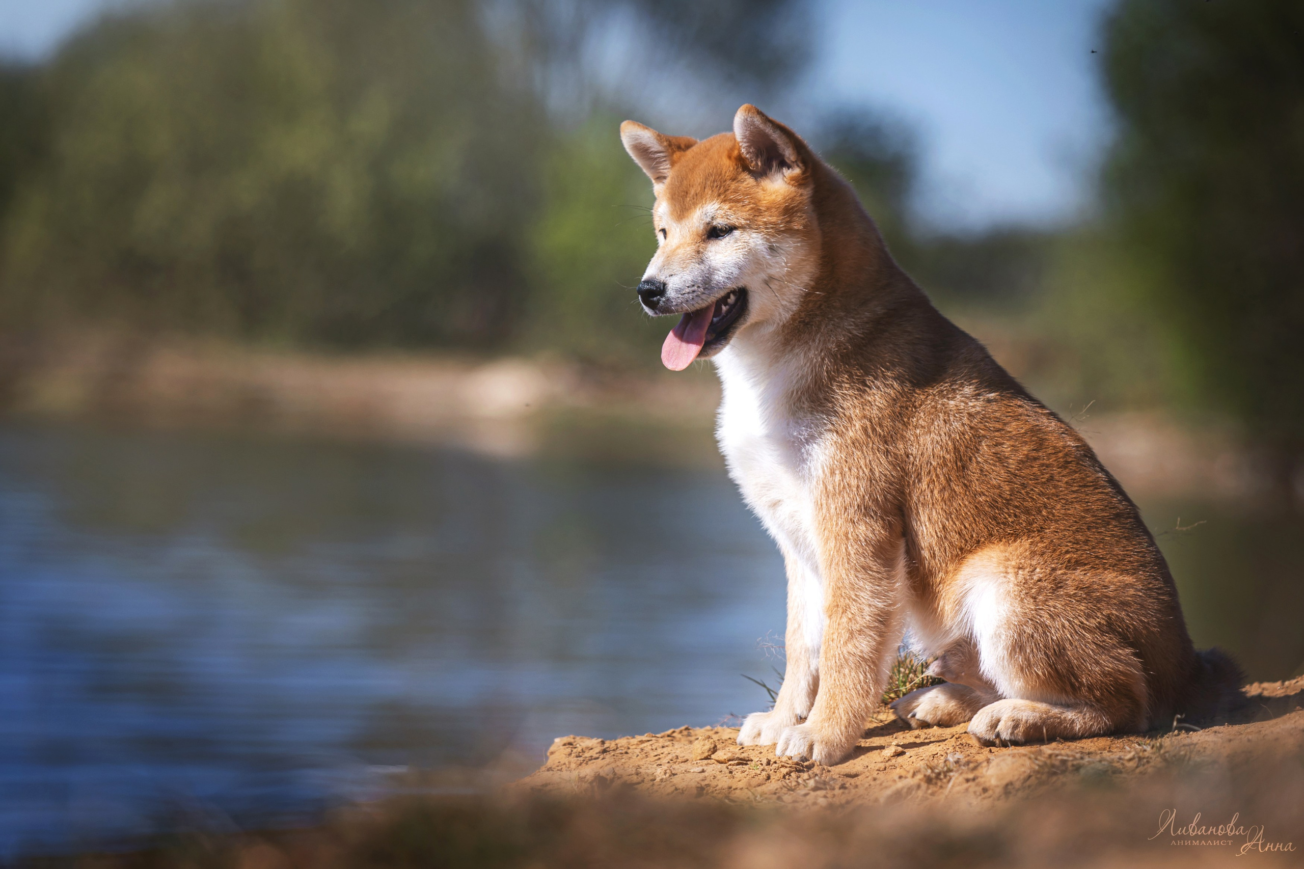 Сиба. Фотограф анималист Аня Ливанова | Рыбинск
