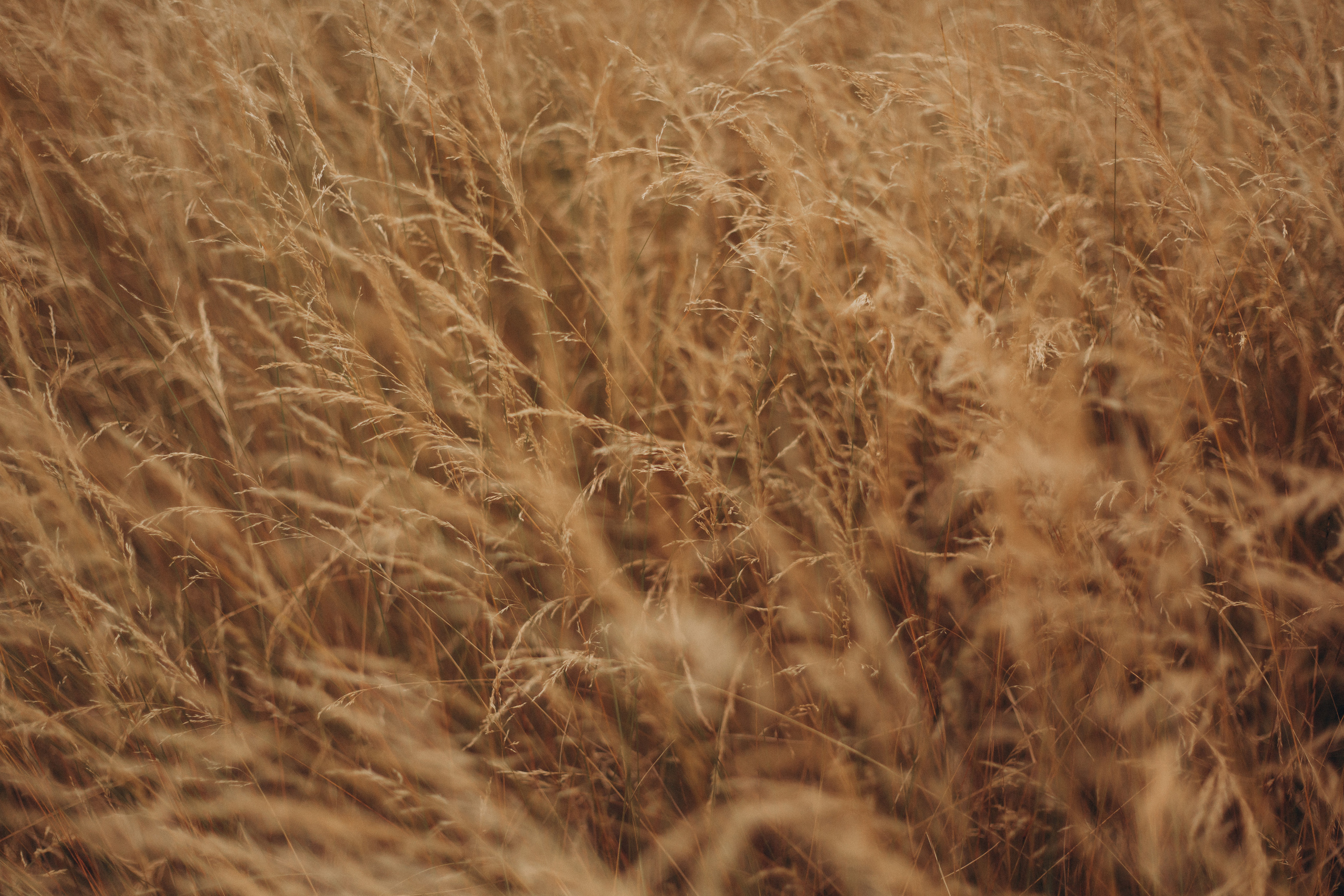 Алеся и Ника. Свадебный и портретный фотограф