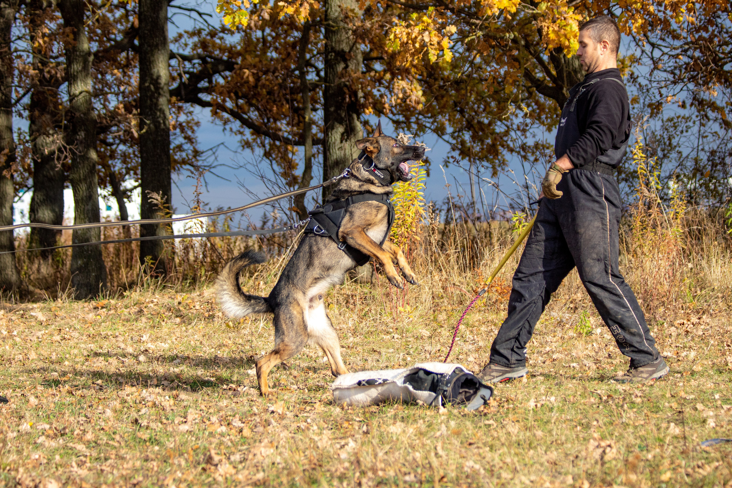 Тренинг защитного раздела. Фотограф анималист — Тула, Москва