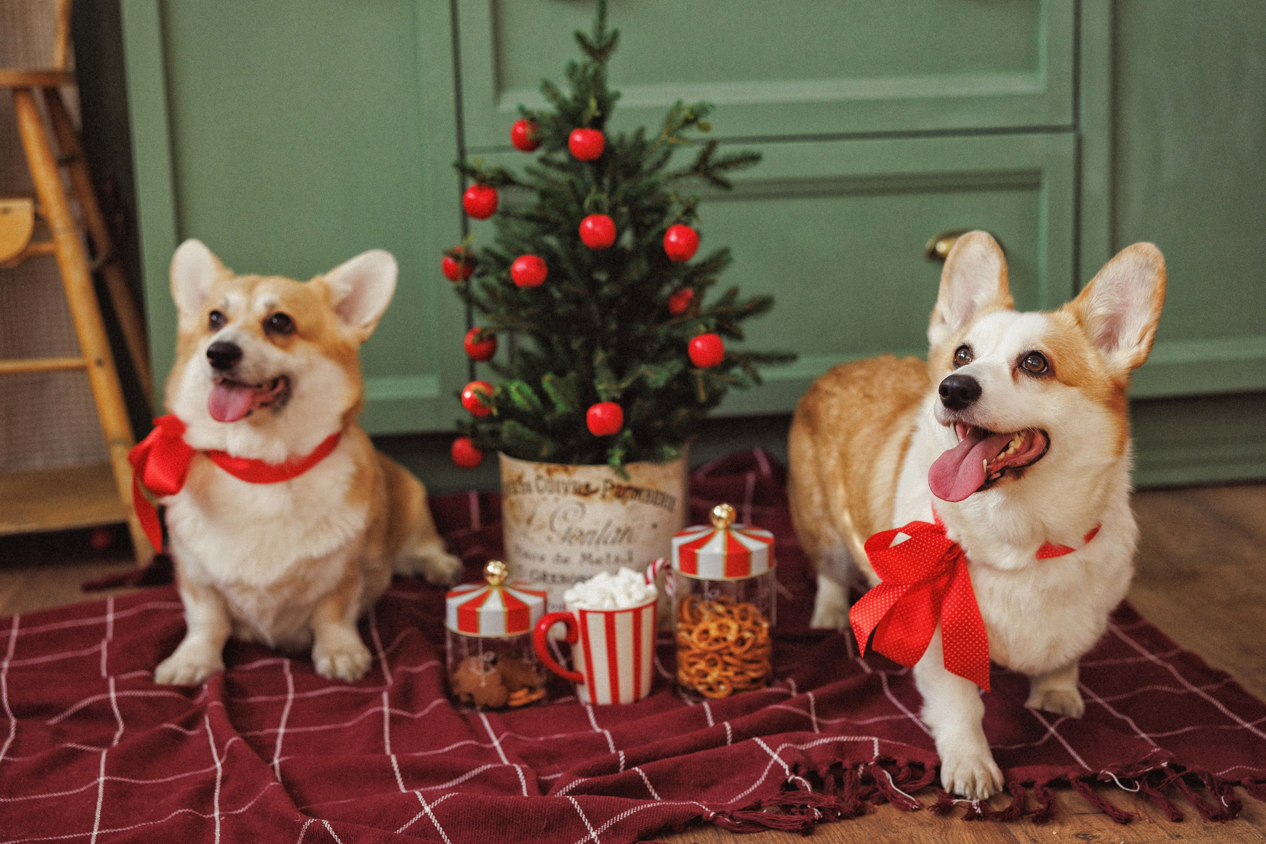 Новогодняя фотосессия с собачками породы Корги, город Краснодар. Семейный и детский фотограф в Краснодаре Анна Трашкова