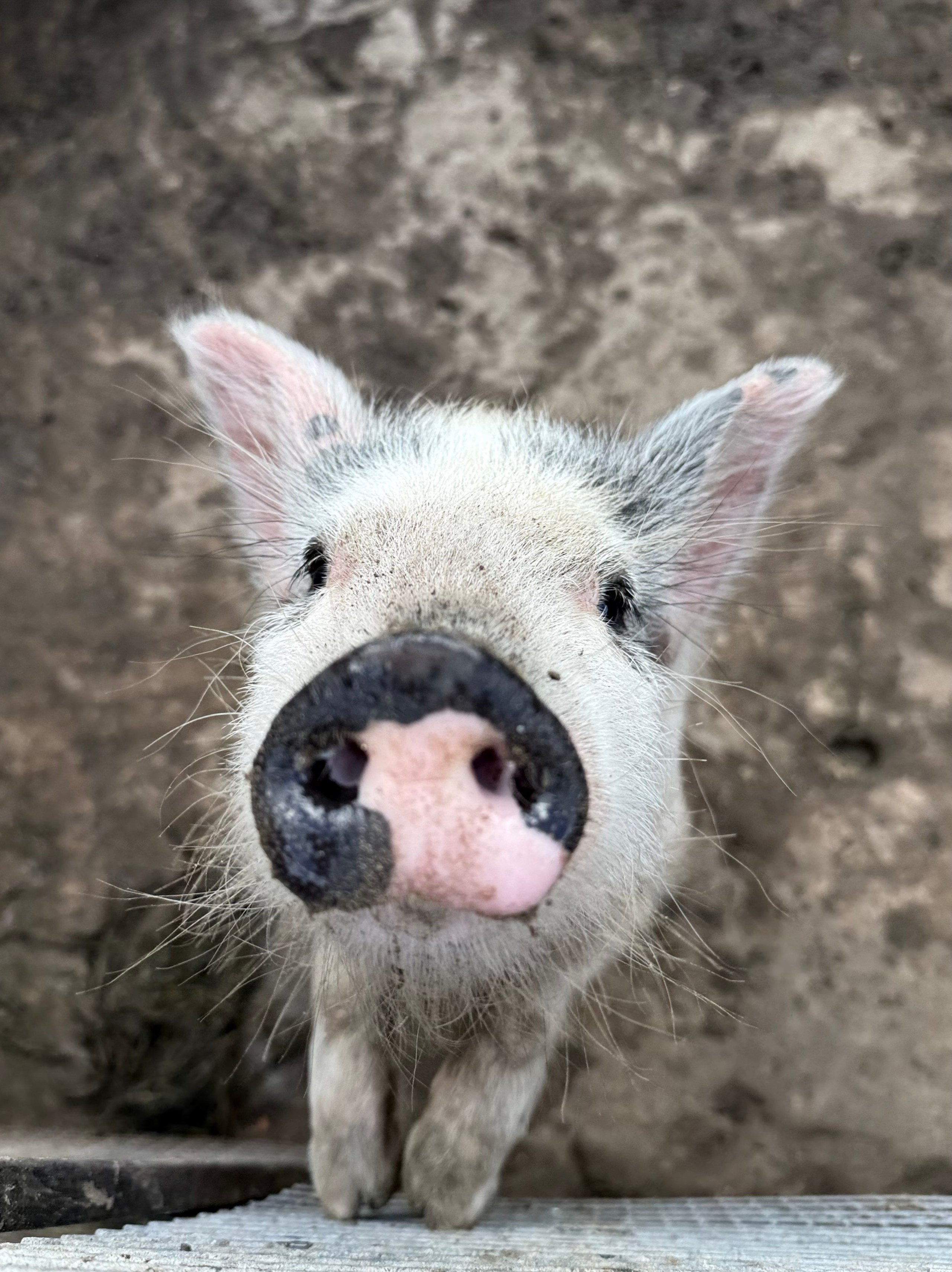 Фотосъемка на даче — это прекрасный способ сохранить в памяти самые теплые и счастливые моменты вашей жизни. Семейный и детский фотограф. Москва. Пронина Тома
