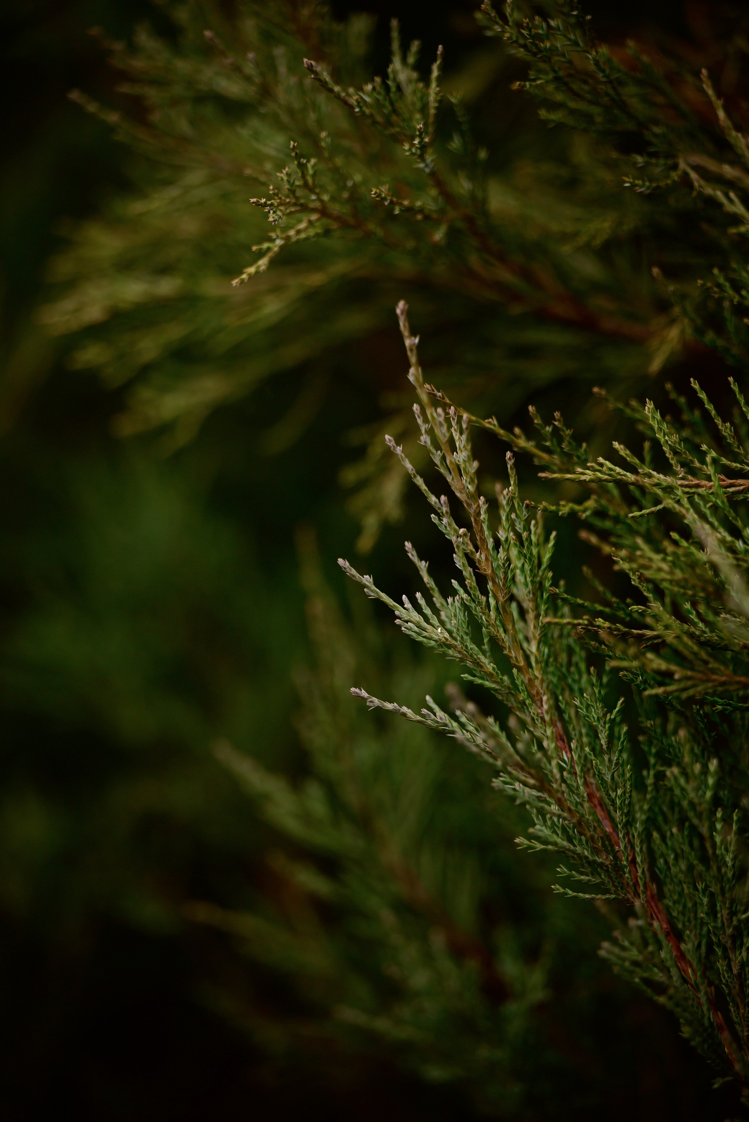 Круассанчики. Мила Астахова