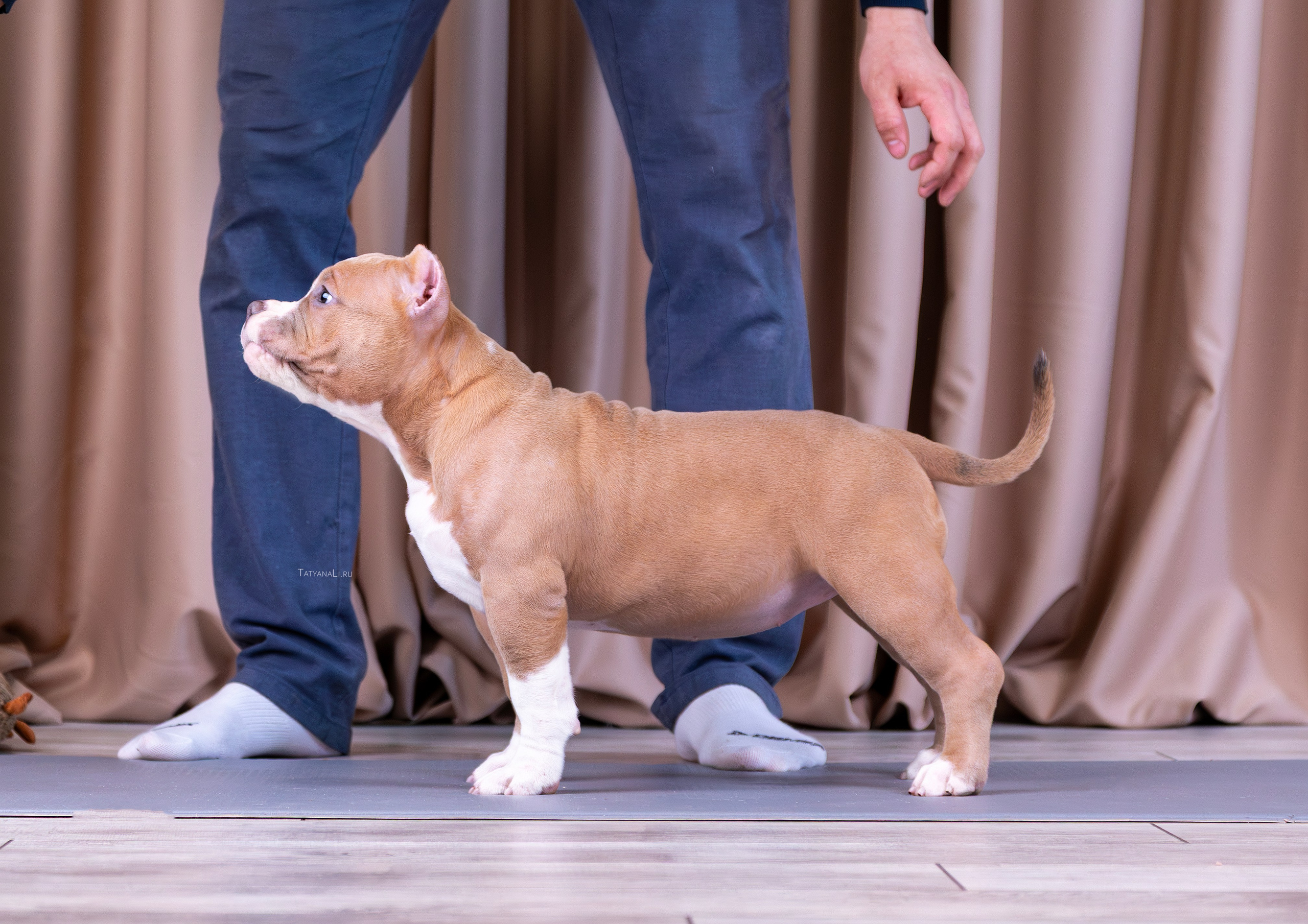 Американский булли. Фотограф — анималист Татьяна Ли