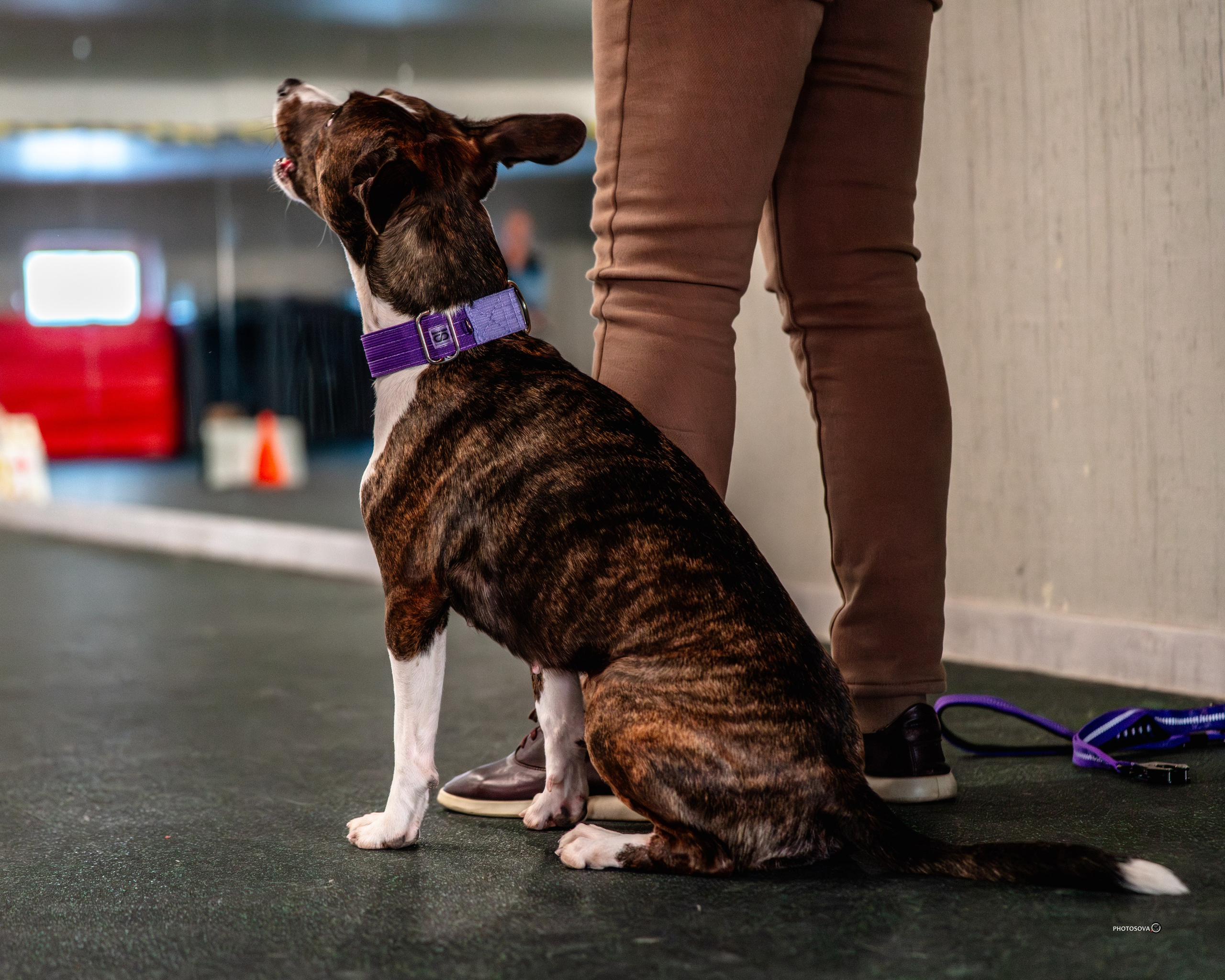 ТЫ И Я (соревнования по ралли-обидиенс). Фотограф-анималист, семейный фотограф в Москве и Подмосковье. Фотосъёмка кинологических дисциплин